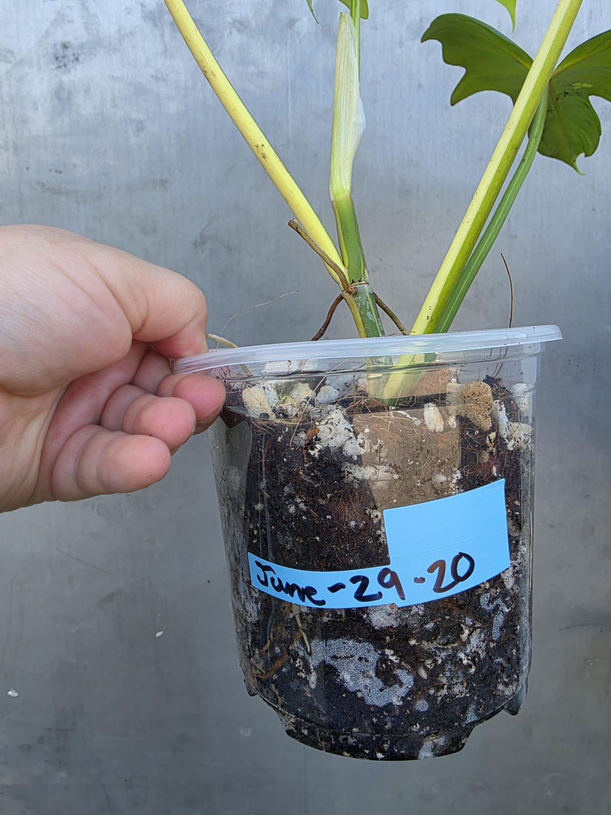 Variegated Golden Dragon Philodendron - EXACT Plant -(June-29-20)