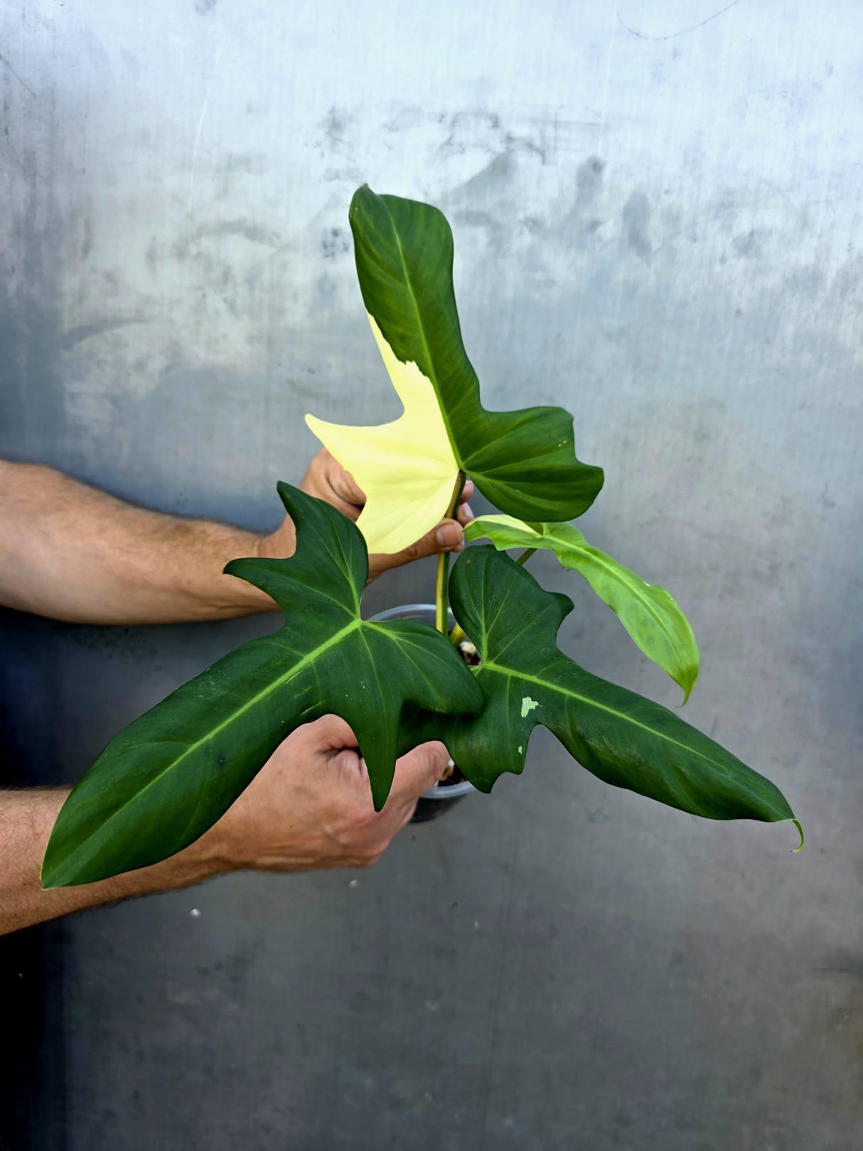 Variegated Golden Dragon Philodendron - EXACT Plant -(June-29-20)