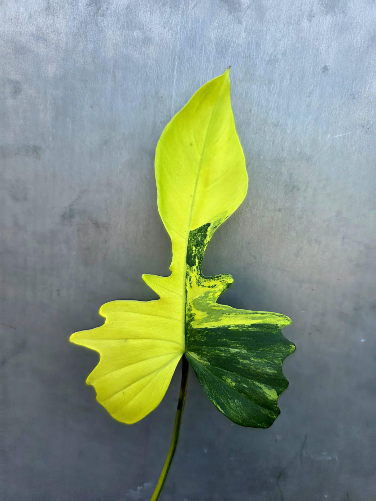 Variegated Philodendron Florida Beauty x Mayo (June-29-18-ER )
