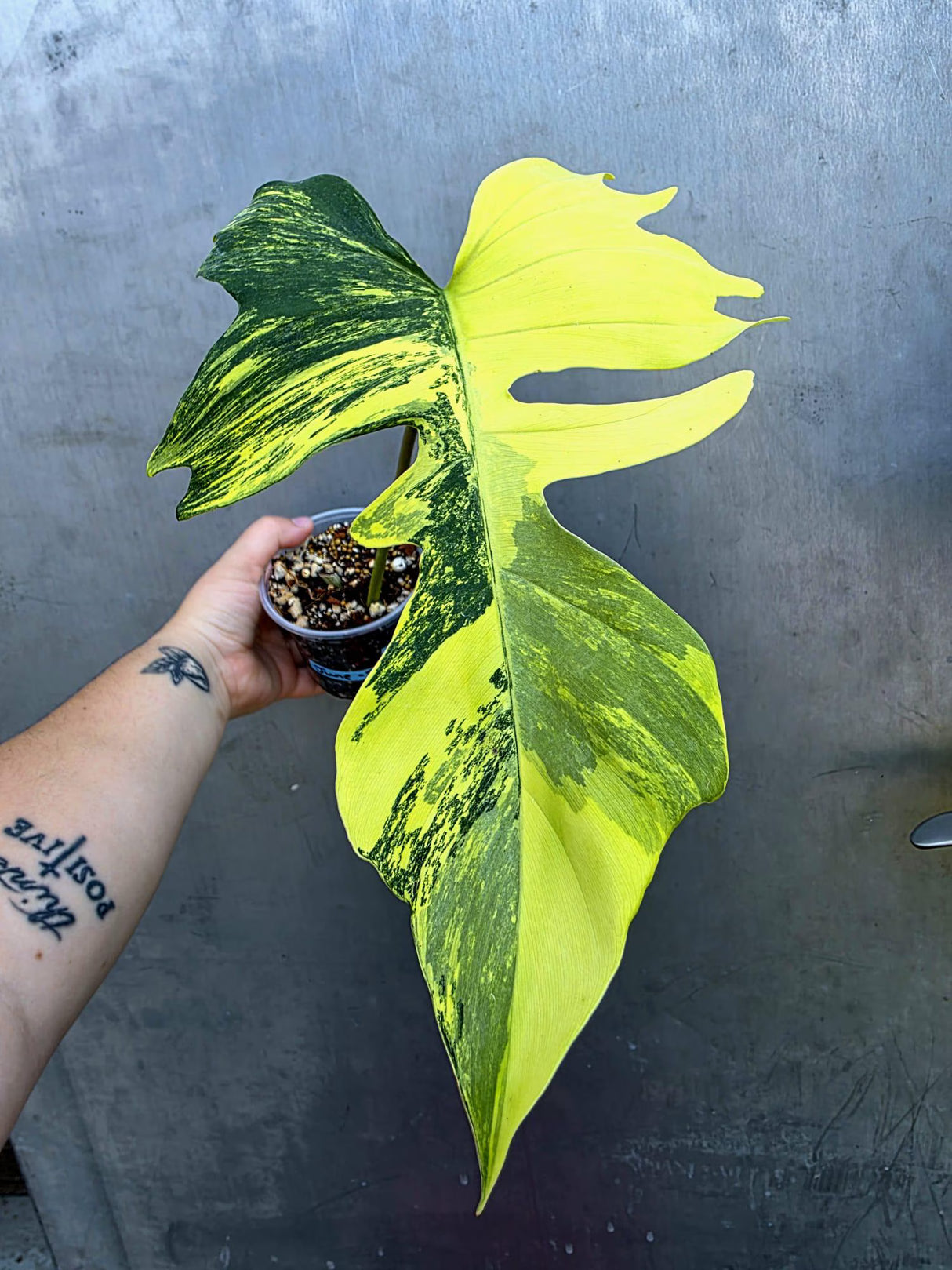 Variegated Philodendron Florida Beauty x Mayoi (June-29-16-ER )