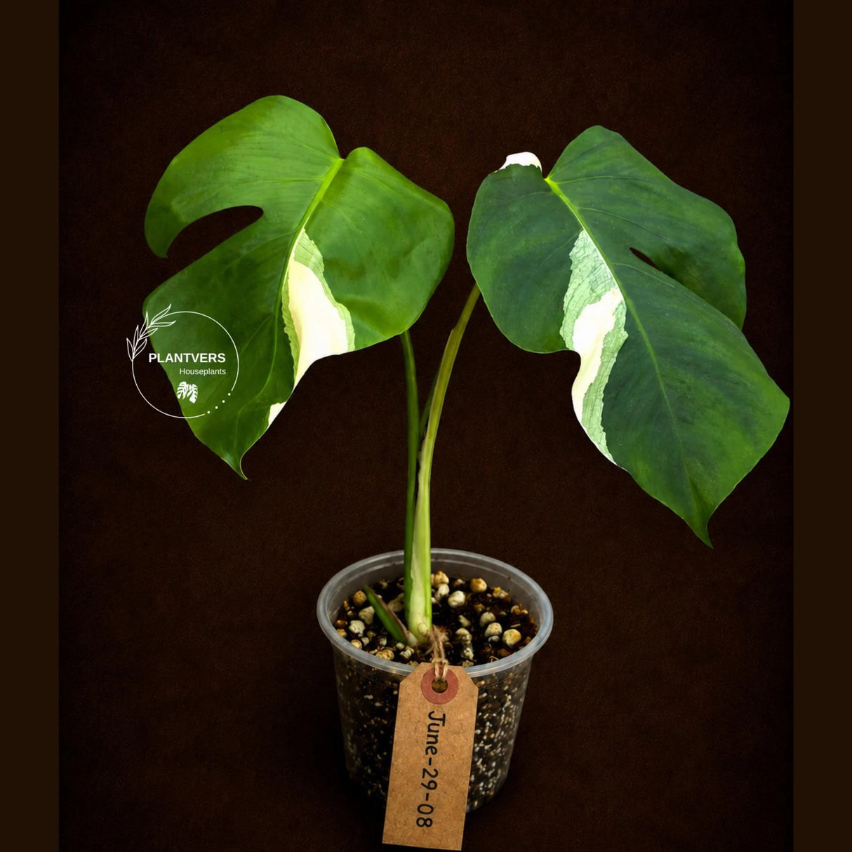 Variegated Monstera Albo - Rare White Monstera Borsigiana (June-29-08)