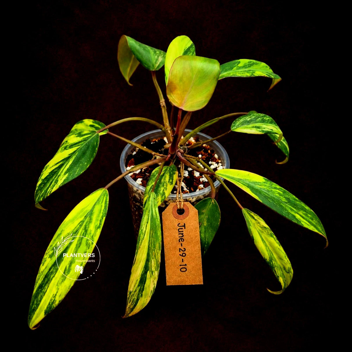 Variegated Philodendron Strawberry Shake - EXACT Plant (June-29-10)