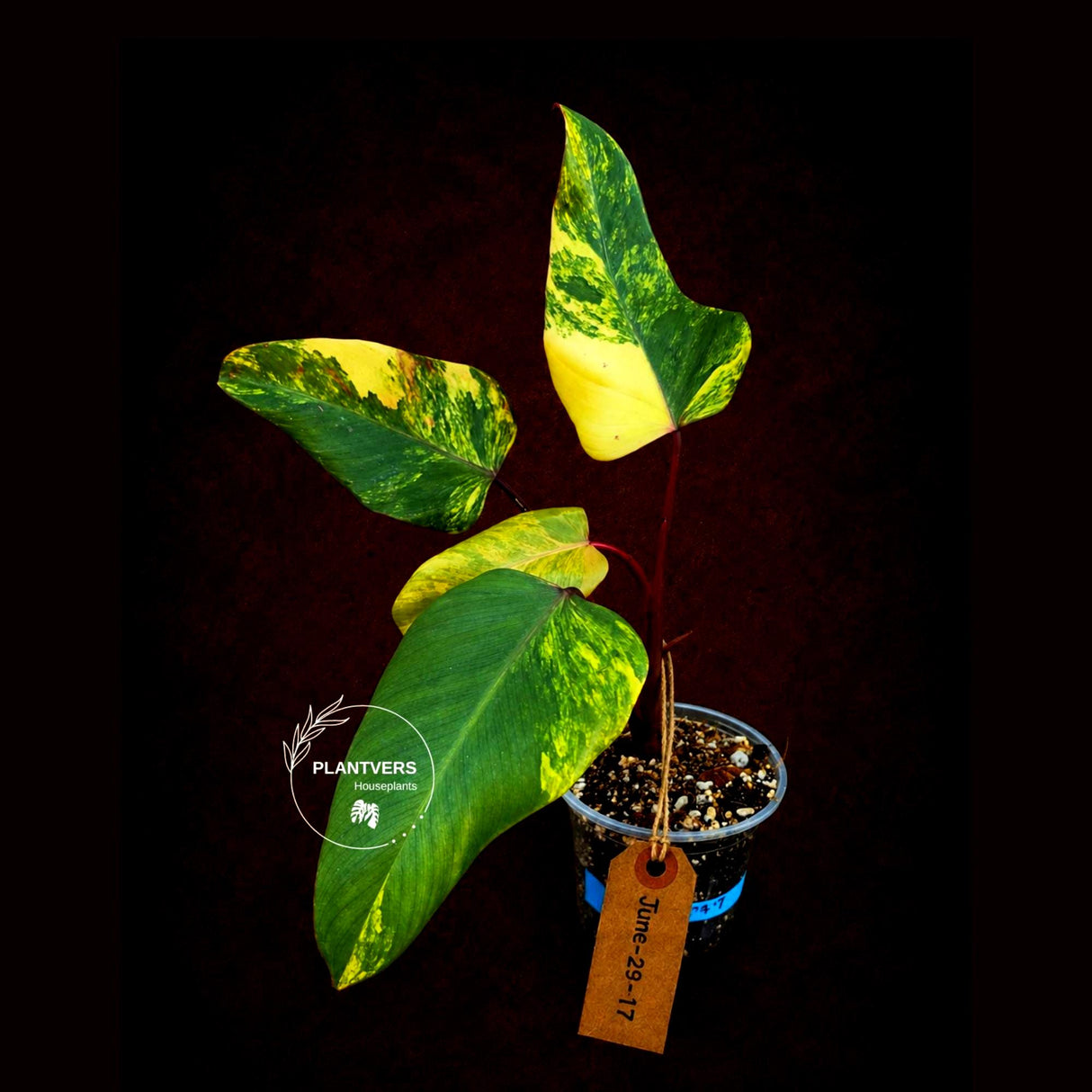 Variegated Philodendron Strawberry Shake Live Plant - EXACT Plant (June-29-17)