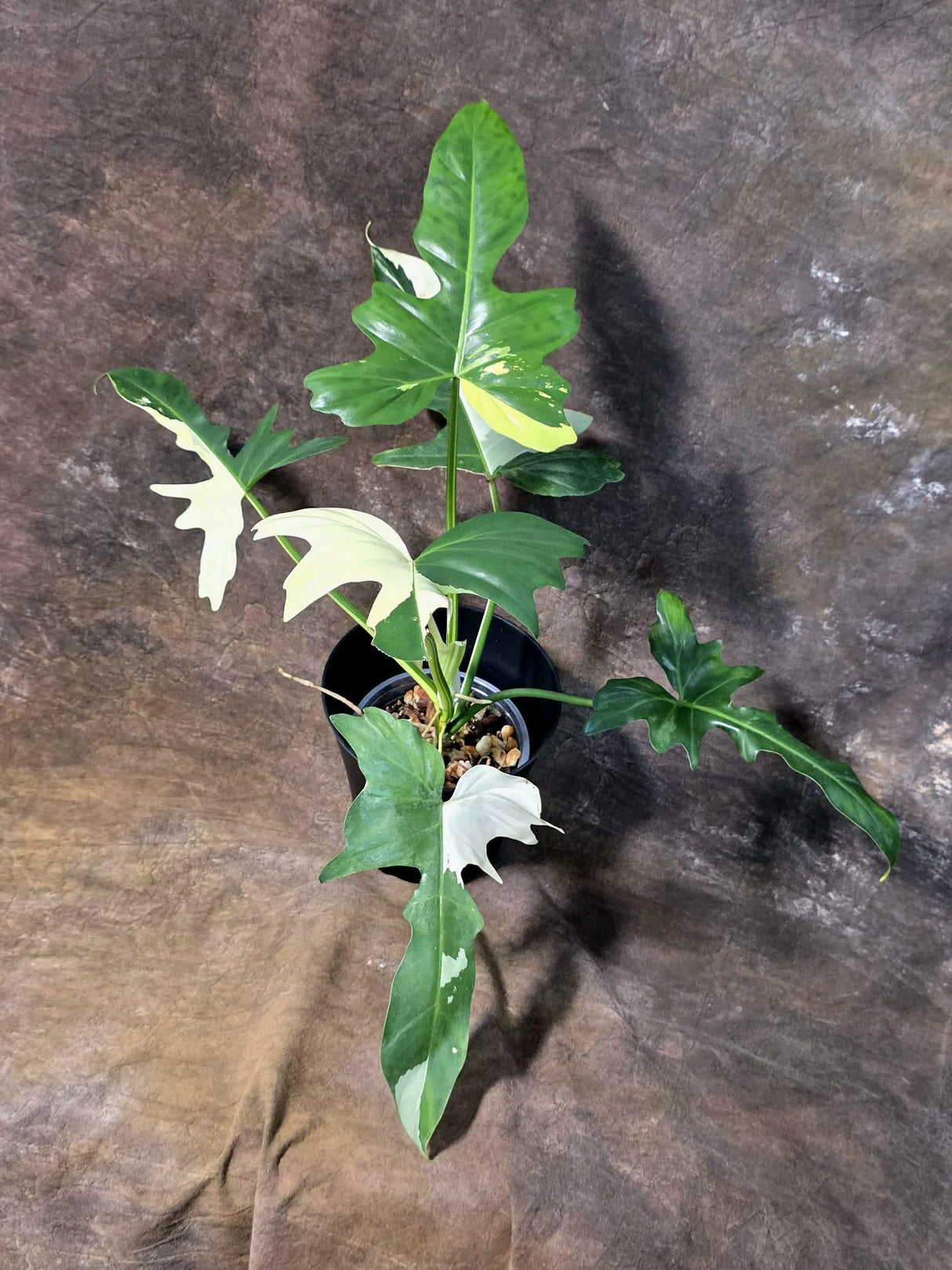 Variegated Golden Dragon Philodendron - EXACT Plant (July-13-01)