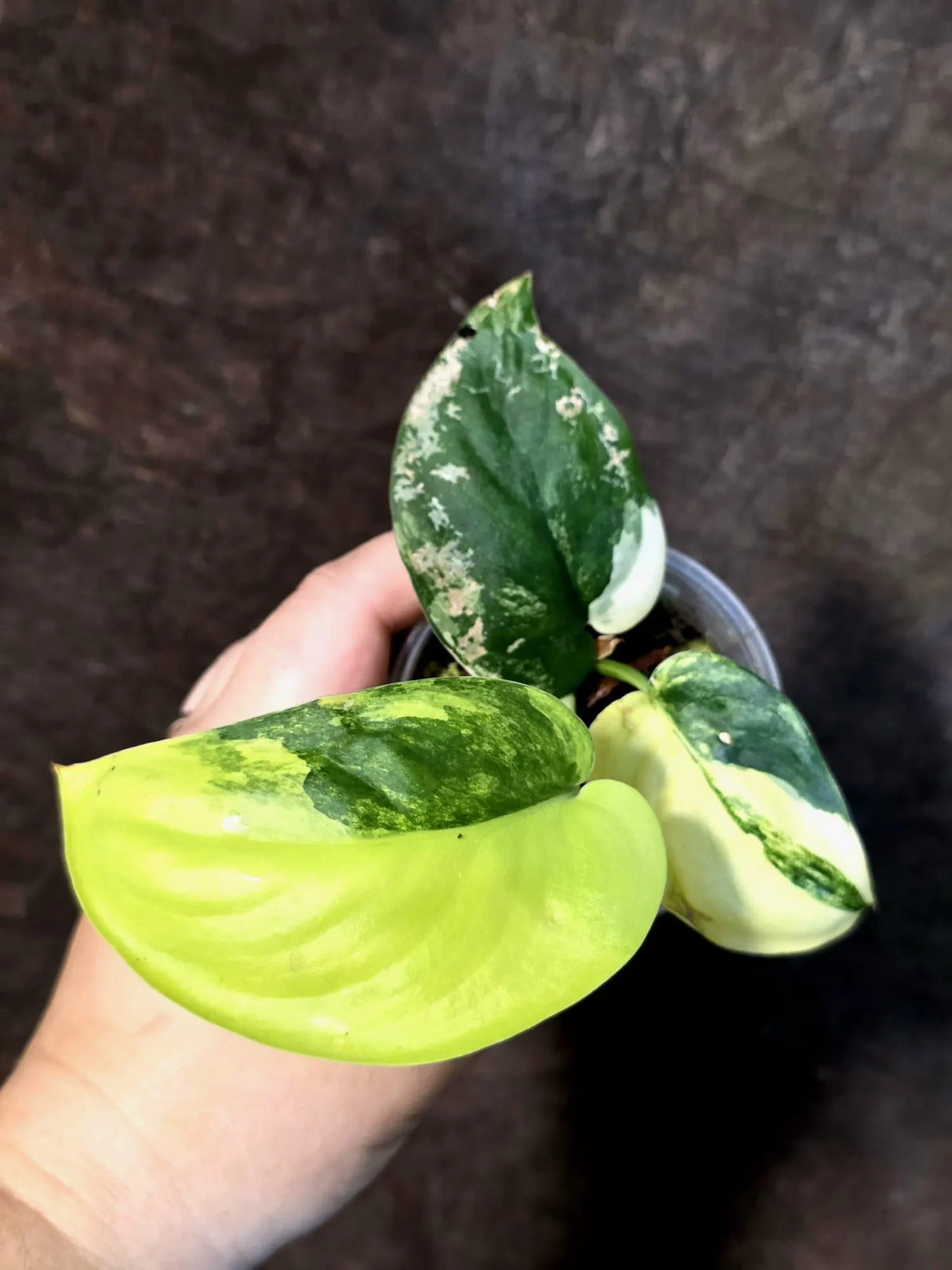 Scindapsus Jade Satin Variegated - Yellow Variegation (July-13-15)
