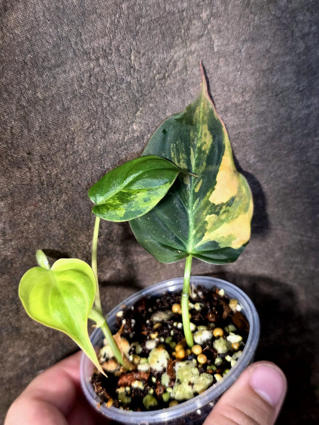 Variegated Philodendron Mican Aurea - Rare Exact Plant (July-13-17)