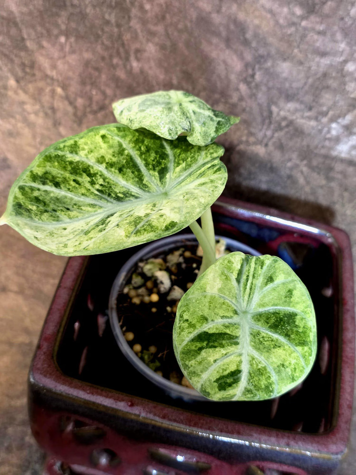 Alocasia Reginula Black Velvet Pink Variegated - Rare Jewel Alocasia - (July-13-35)
