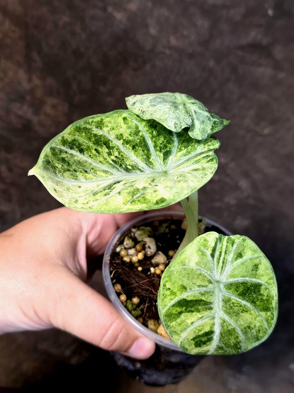 Alocasia Reginula Black Velvet Pink Variegated - Rare Jewel Alocasia - (July-13-35)