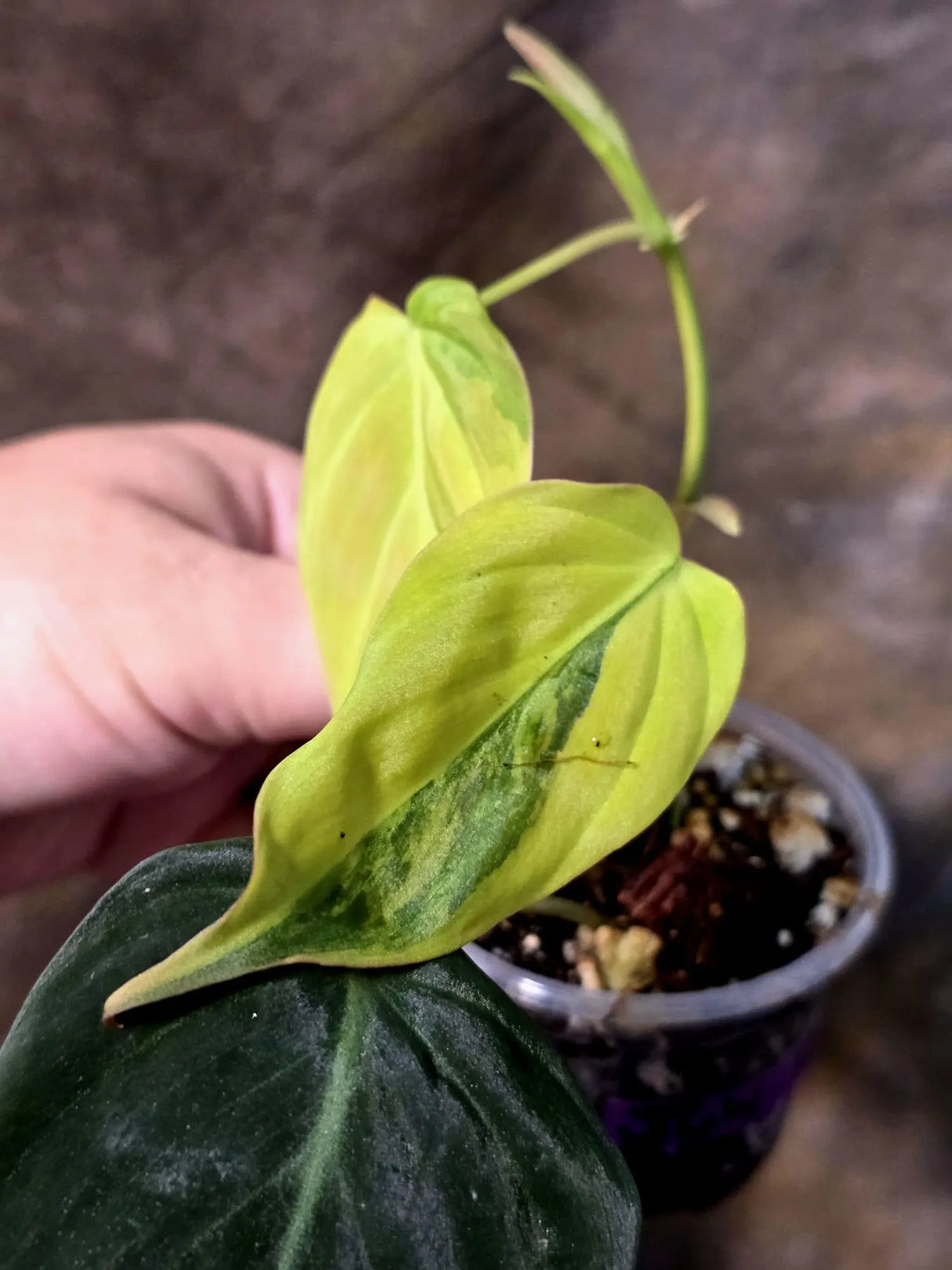 Variegated Philodendron Mican Aurea - Rare Exact Plant - (July-13-18)