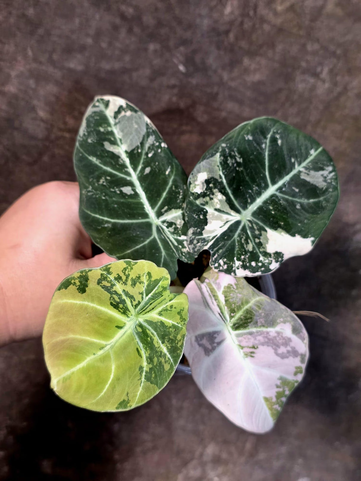 Alocasia Reginula Black Velvet Pink Variegated - Rare Pink Variegated Jewel Alocasia-(July-13-27)