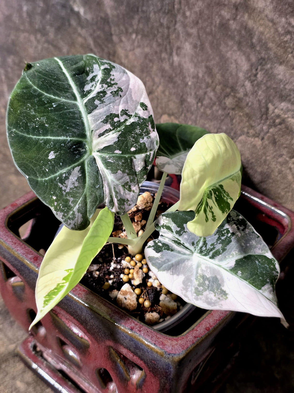 Alocasia Reginula Black Velvet Pink Variegated - Rare Jewel Alocasia - (July-13-31)