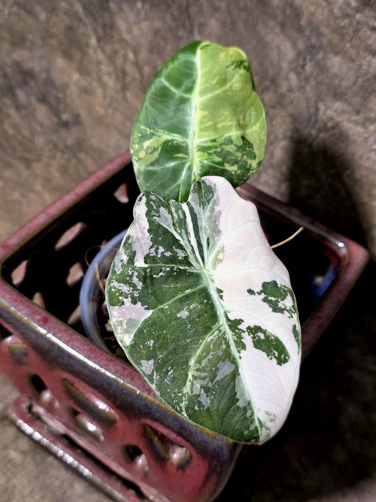 Alocasia Reginula Black Velvet Pink Variegated - Rare Jewel Alocasia - (July-13-32)