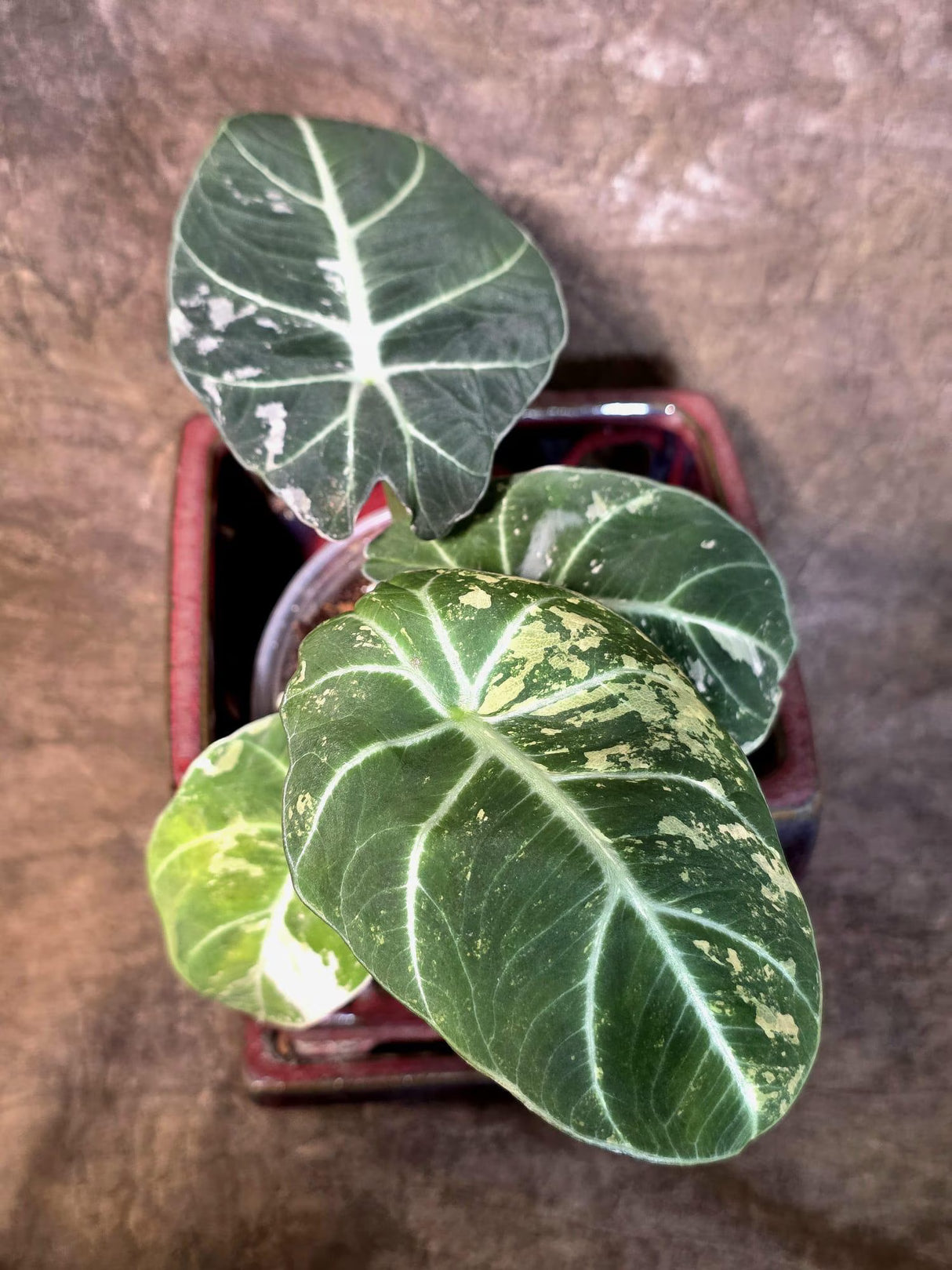 Alocasia Reginula Black Velvet Pink Variegated - Rare Jewel Alocasia - (July-13-33)