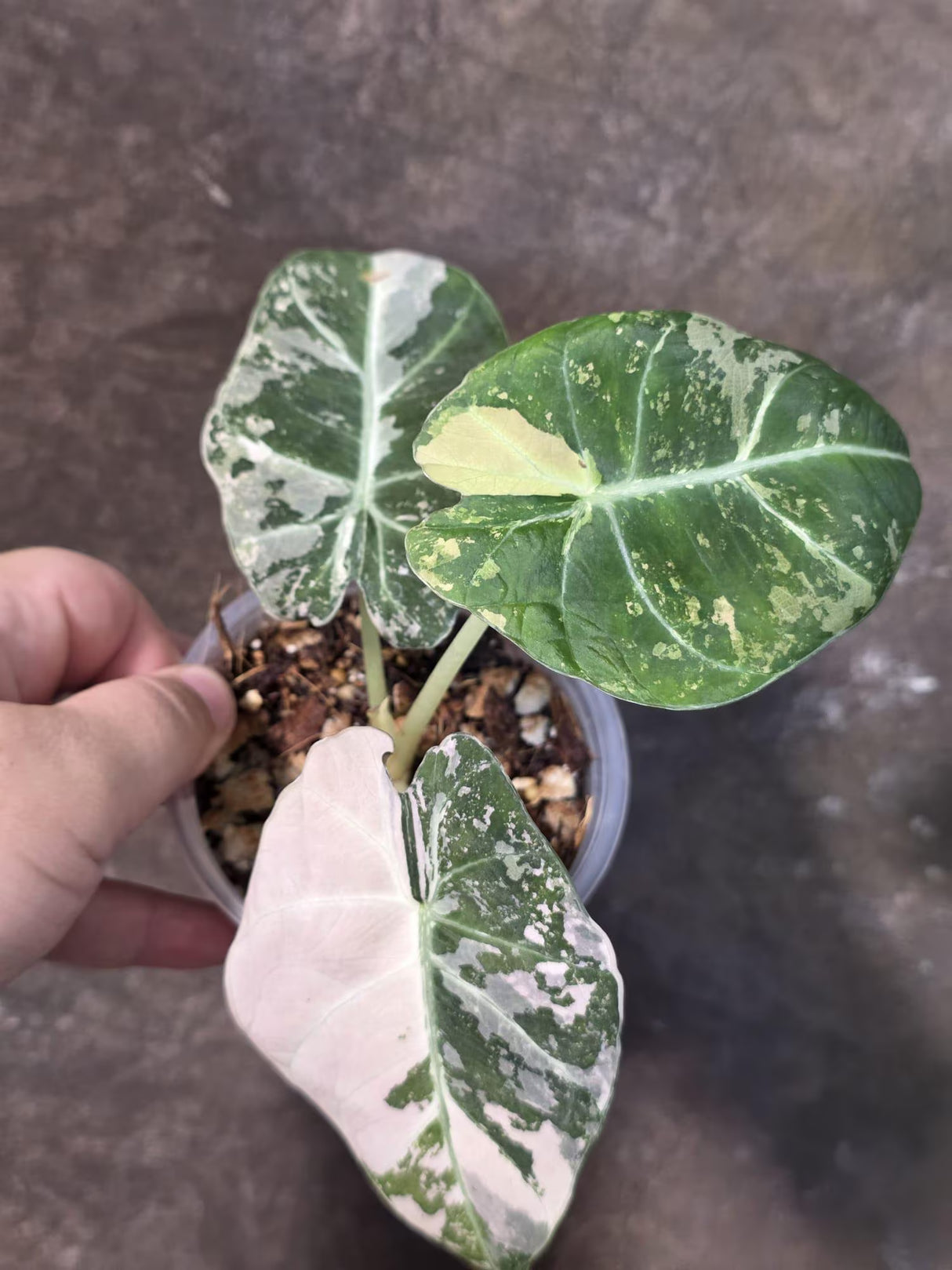 Alocasia Reginula Black Velvet Pink Variegated - Rare Jewel Alocasia - (July-13-34)
