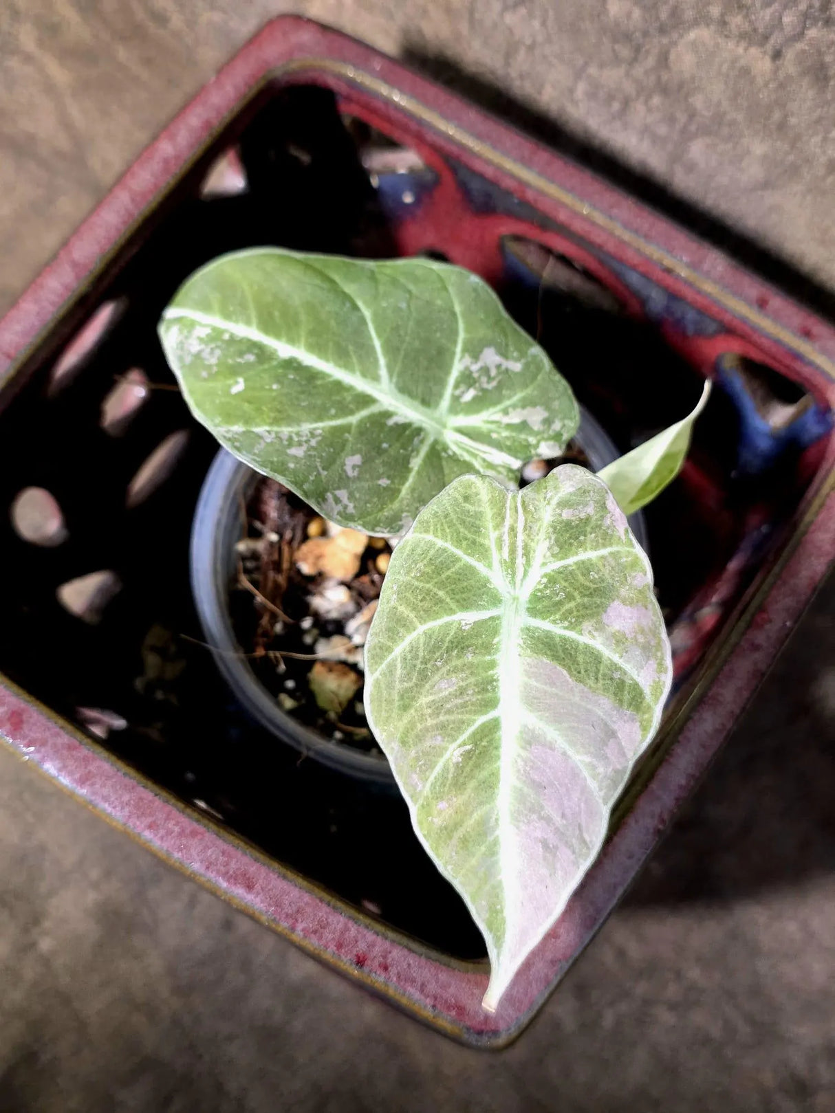 Alocasia Reginula Black Velvet Pink Variegated - Rare Jewel Alocasia - (July-13-36)