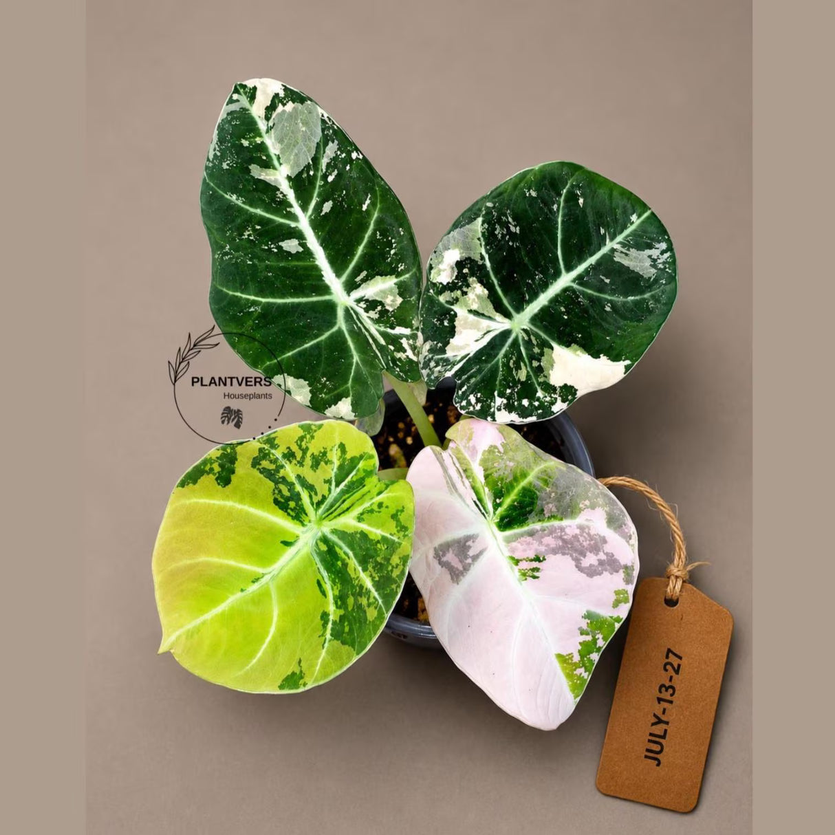 Alocasia Reginula Black Velvet Pink Variegated - Rare Pink Variegated Jewel Alocasia-(July-13-27)