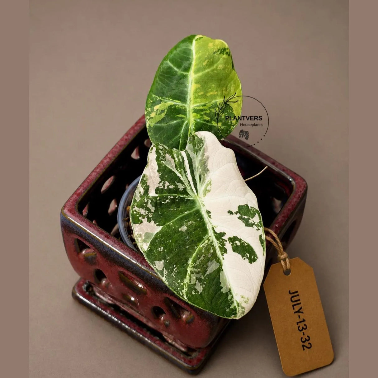 Alocasia Reginula Black Velvet Pink Variegated - Rare Jewel Alocasia - (July-13-32)