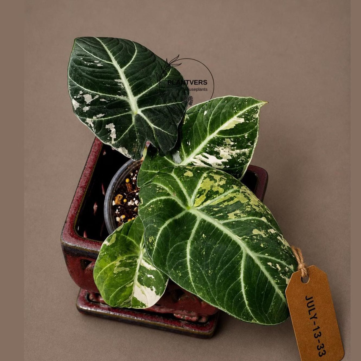 Alocasia Reginula Black Velvet Pink Variegated - Rare Jewel Alocasia - (July-13-33)