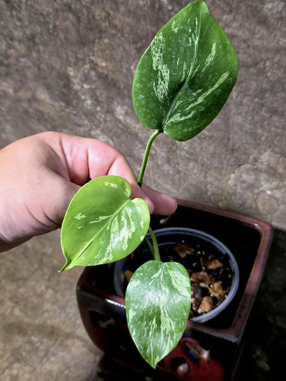 Super Rare Monstera Bulbasaur Variegated Live Plant - (July-14-07)