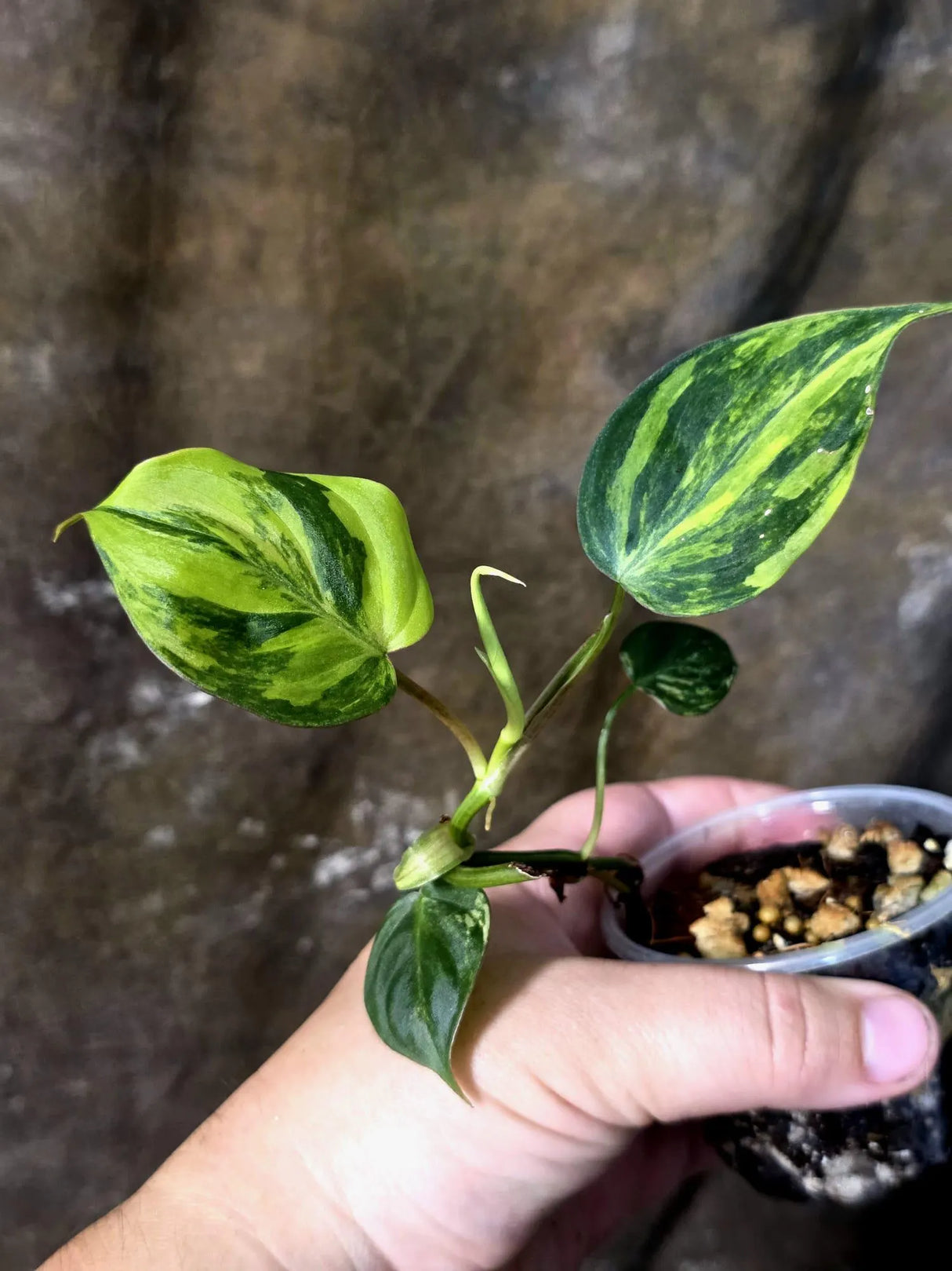 Variegated Philodendron Micans Live Plant - (July-13-62)