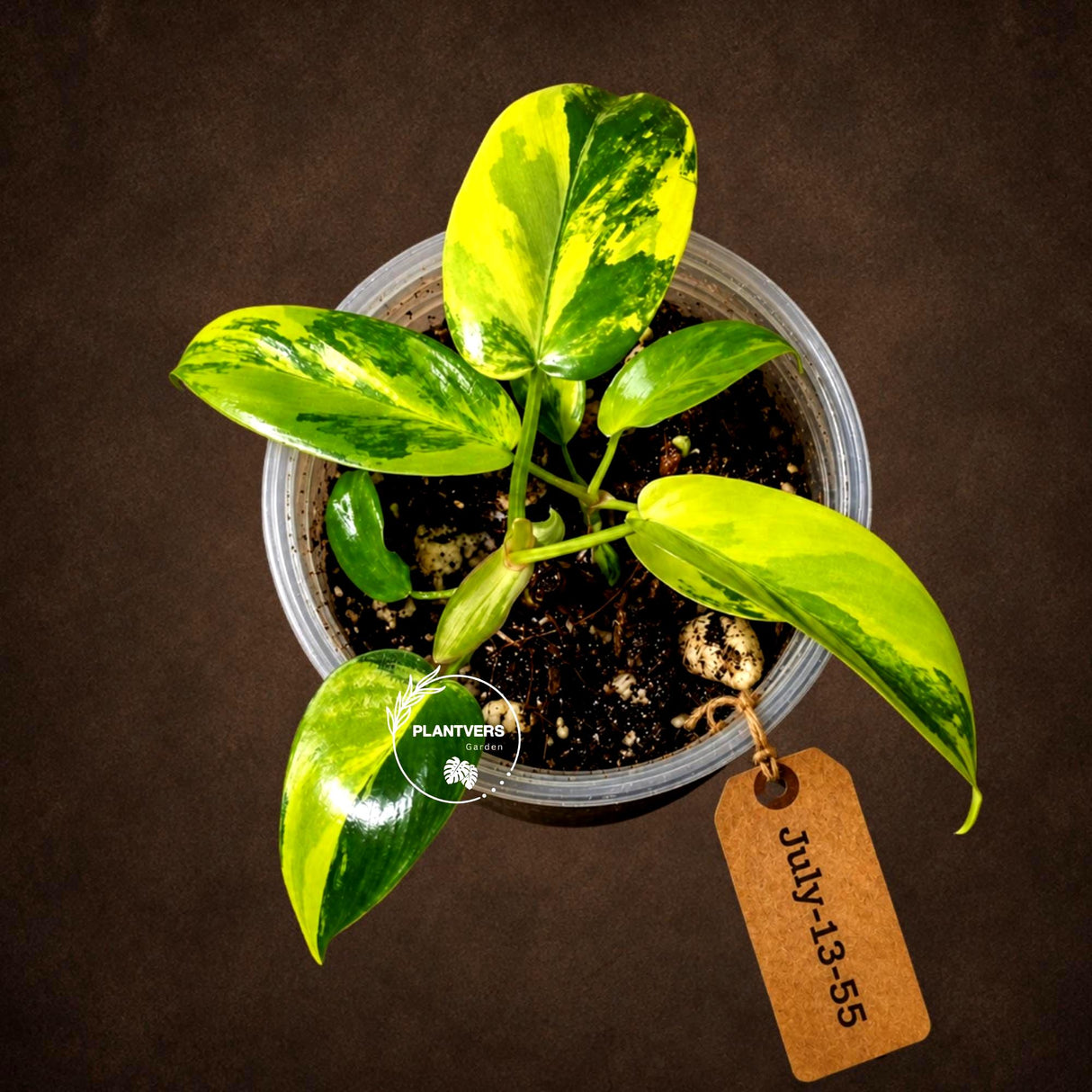 Variegated Philodendron Florida Beauty Exact Plant - (July-13-55)
