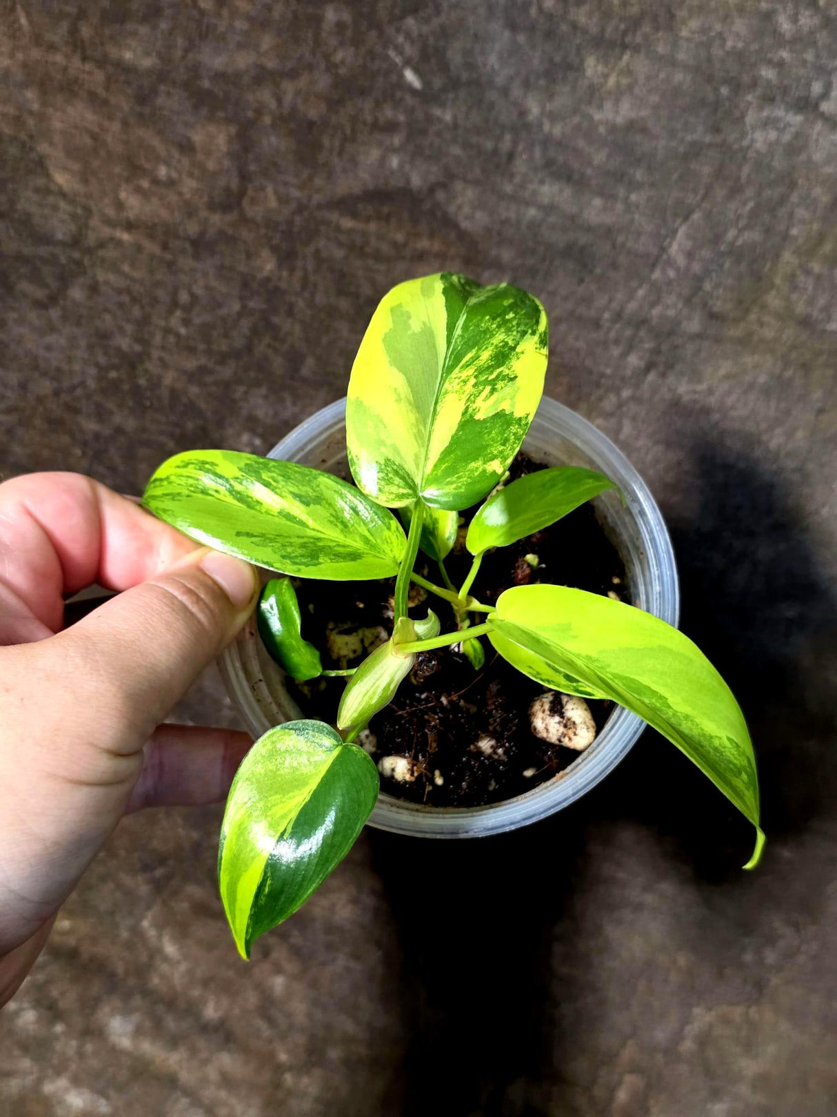 Variegated Philodendron Florida Beauty Exact Plant - (July-13-55)