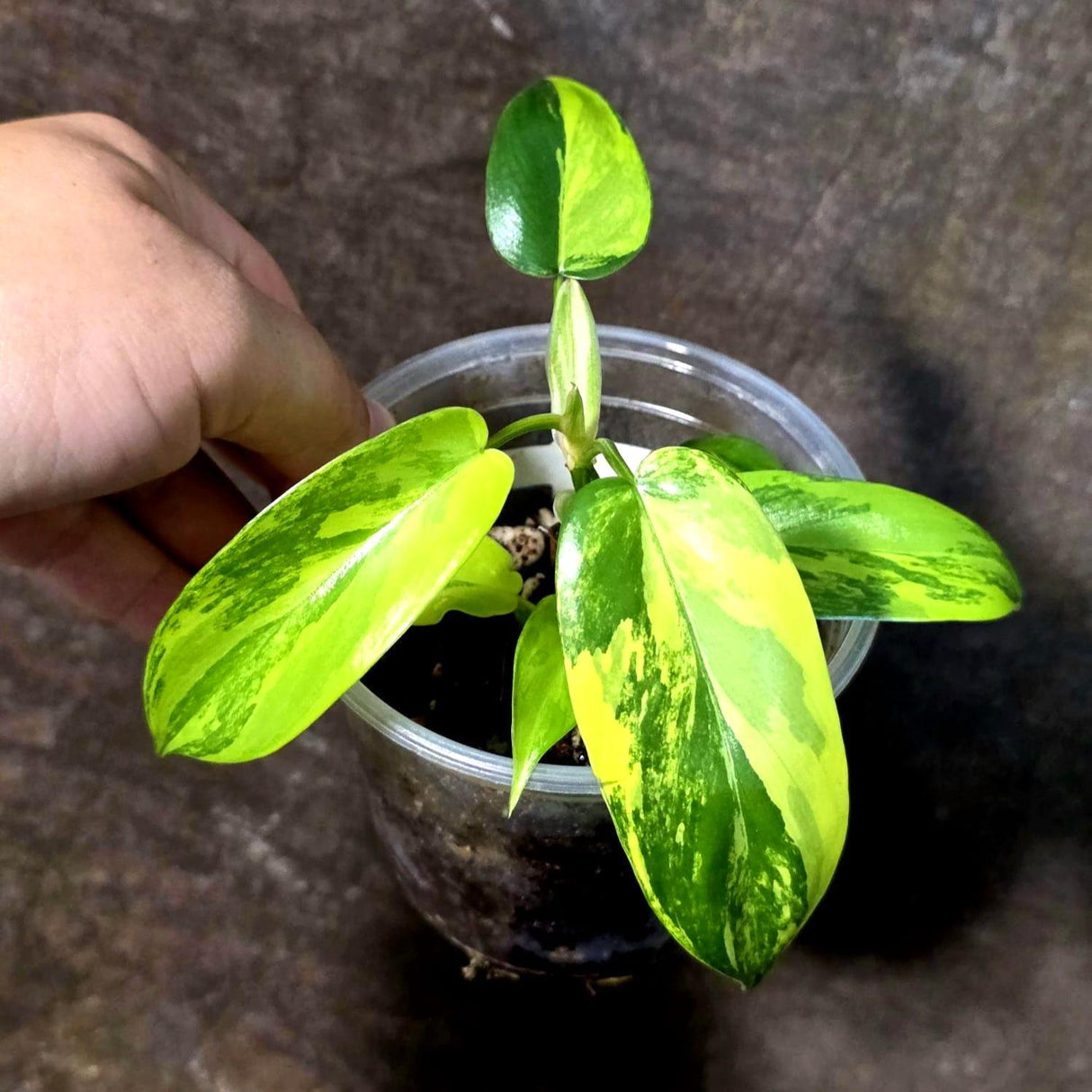 Variegated Philodendron Florida Beauty Exact Plant - (July-13-55)