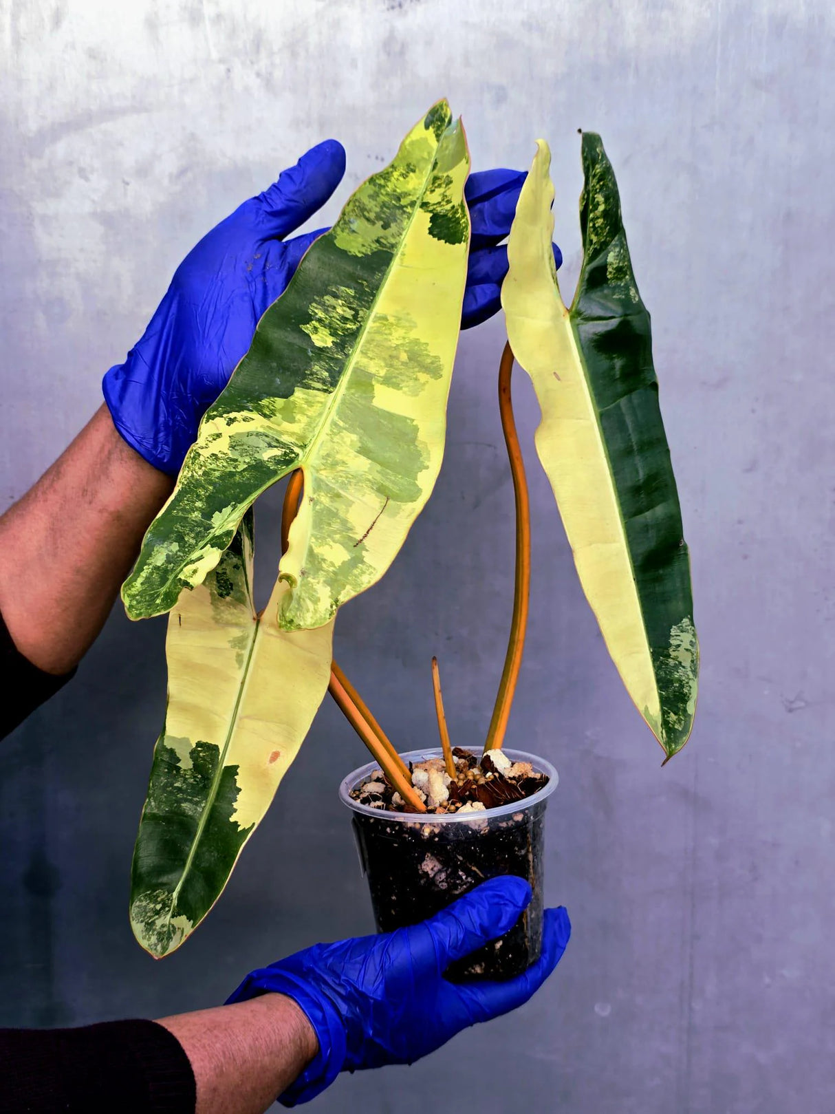Variegated Philodendron Billietiae Live Plant - Rare Large Leaf (June-23-50-ER)