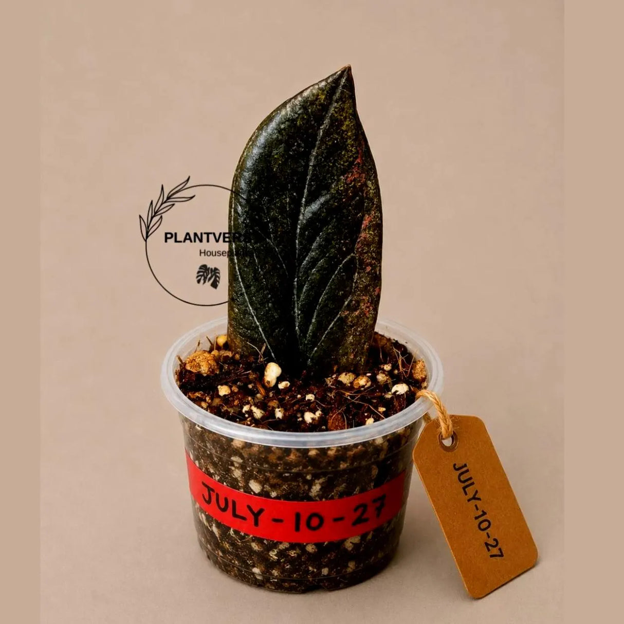 Black Variegated ZZ Plant - Multi Color Zamioculcas (July-10-27-ER)