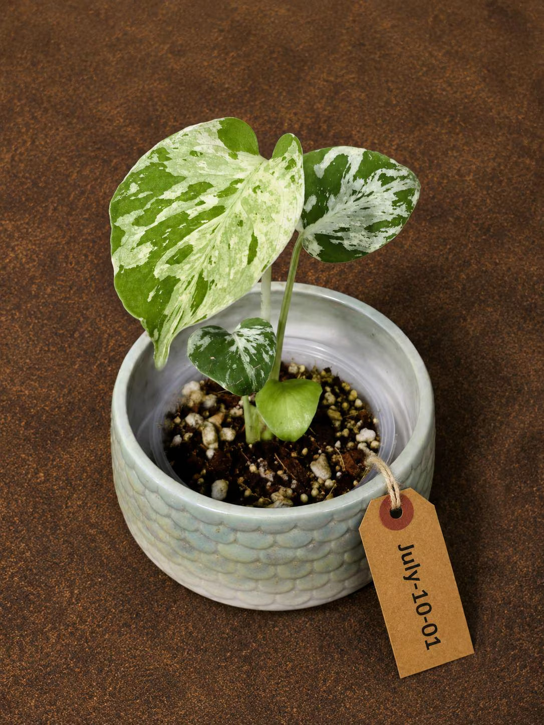 Super Rare Monstera Bulbasaur Variegated Live Plant - Exotic Collector Mint - (July-10-01)