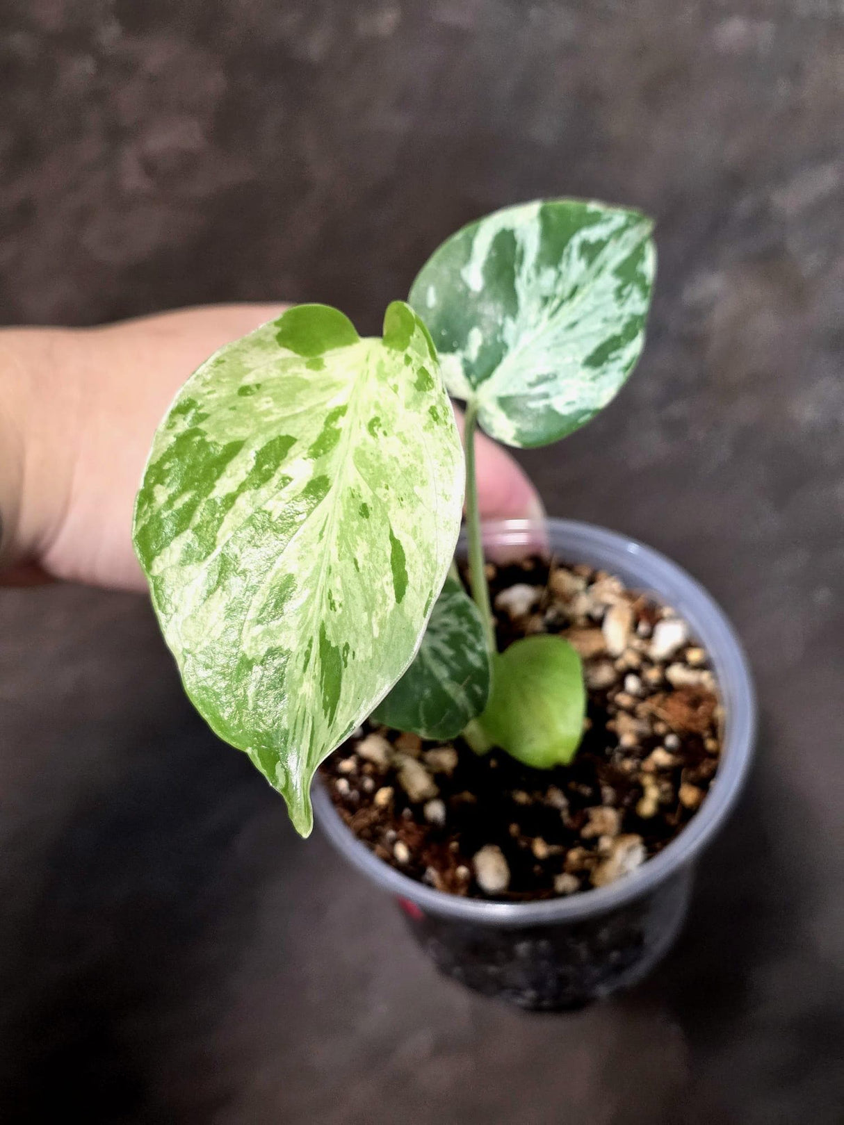 Super Rare Monstera Bulbasaur Variegated Live Plant - Exotic Collector Mint - (July-10-01)