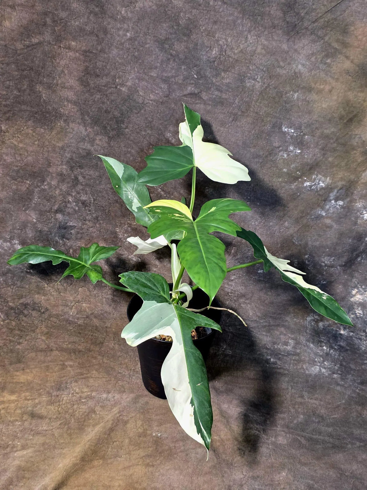 Variegated Golden Dragon Philodendron - EXACT Plant (July-13-01)