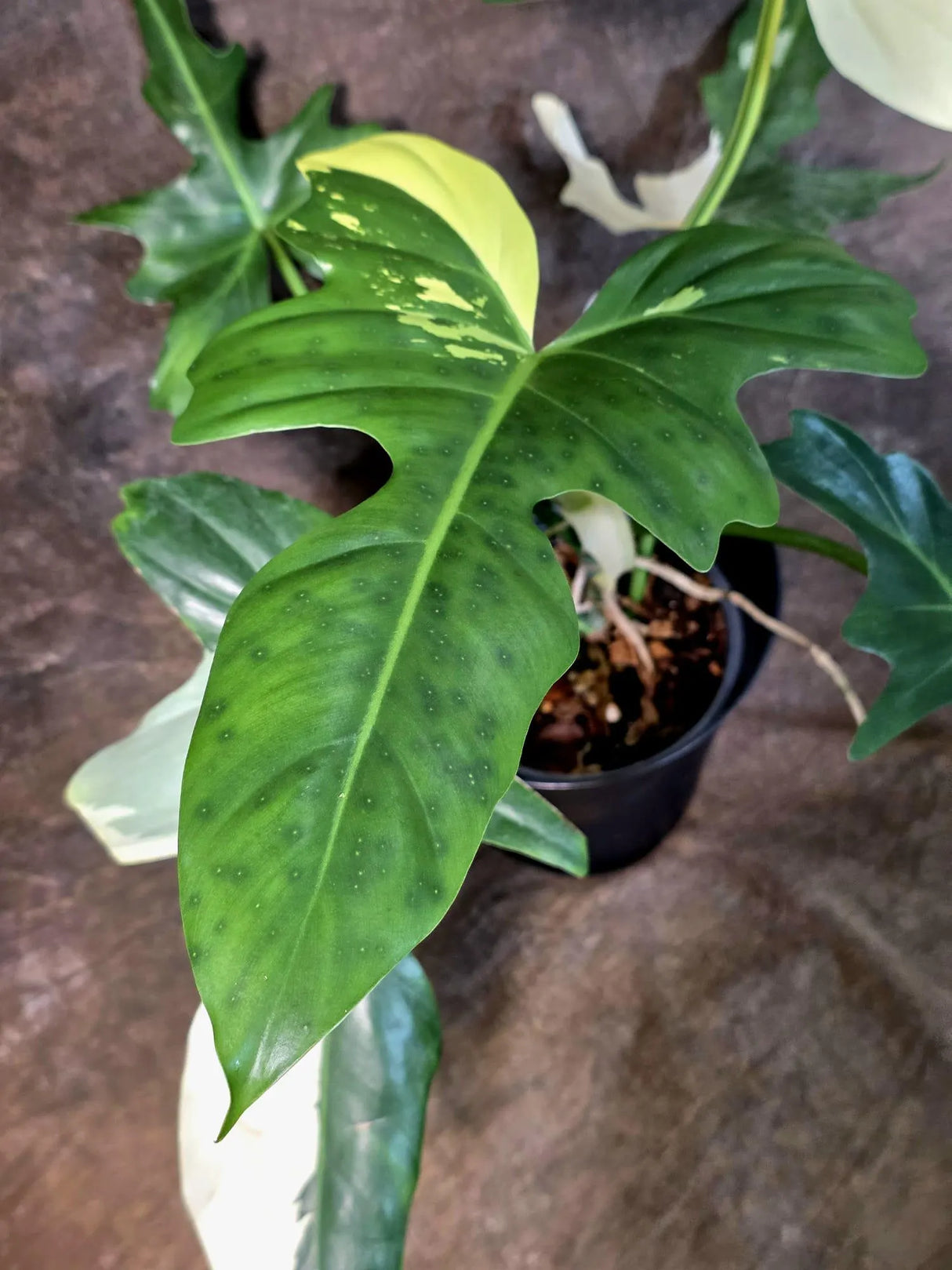 Variegated Golden Dragon Philodendron - EXACT Plant (July-13-01)