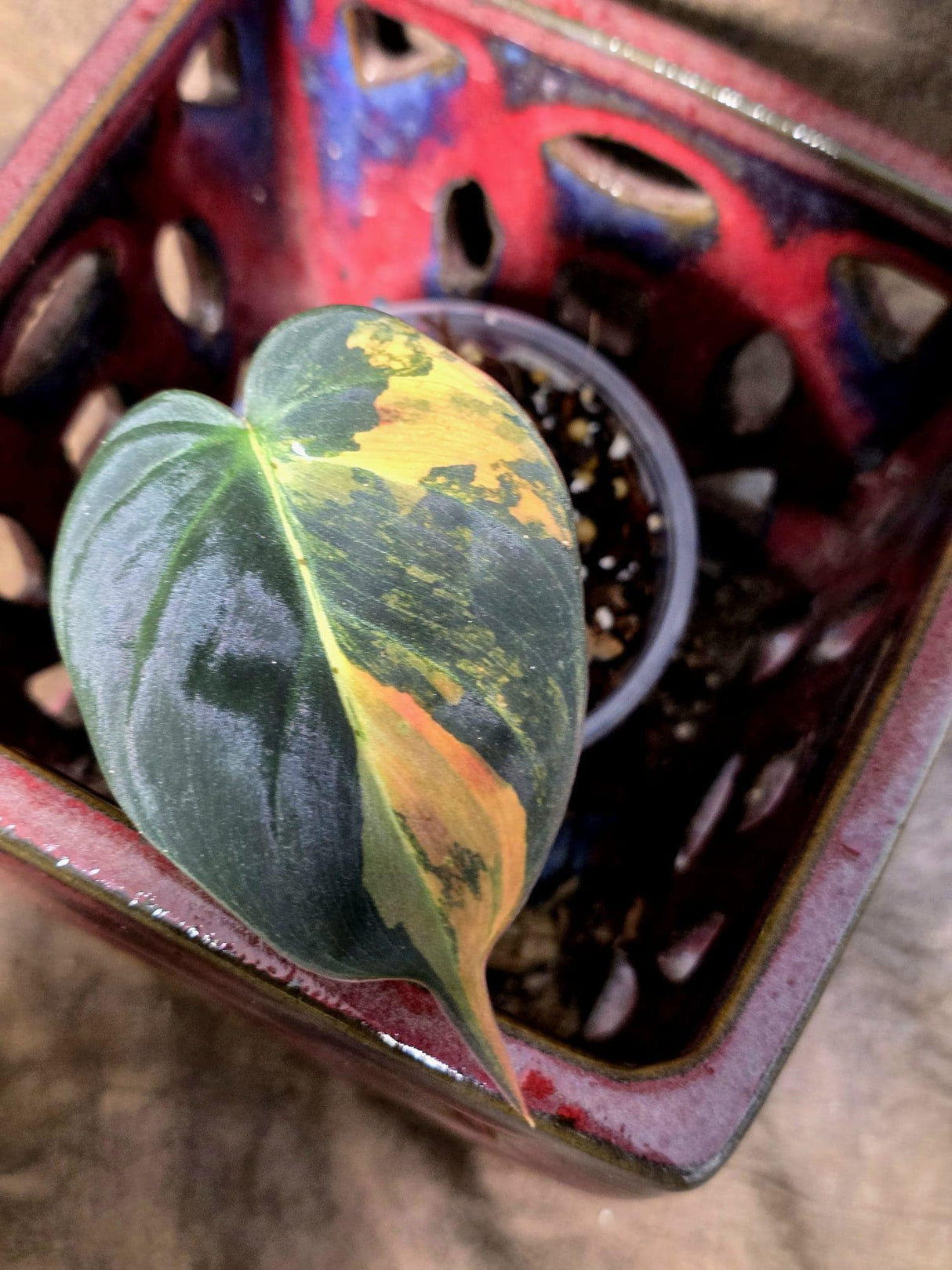 Variegated Philodendron Mican Aurea -(July-13-16)