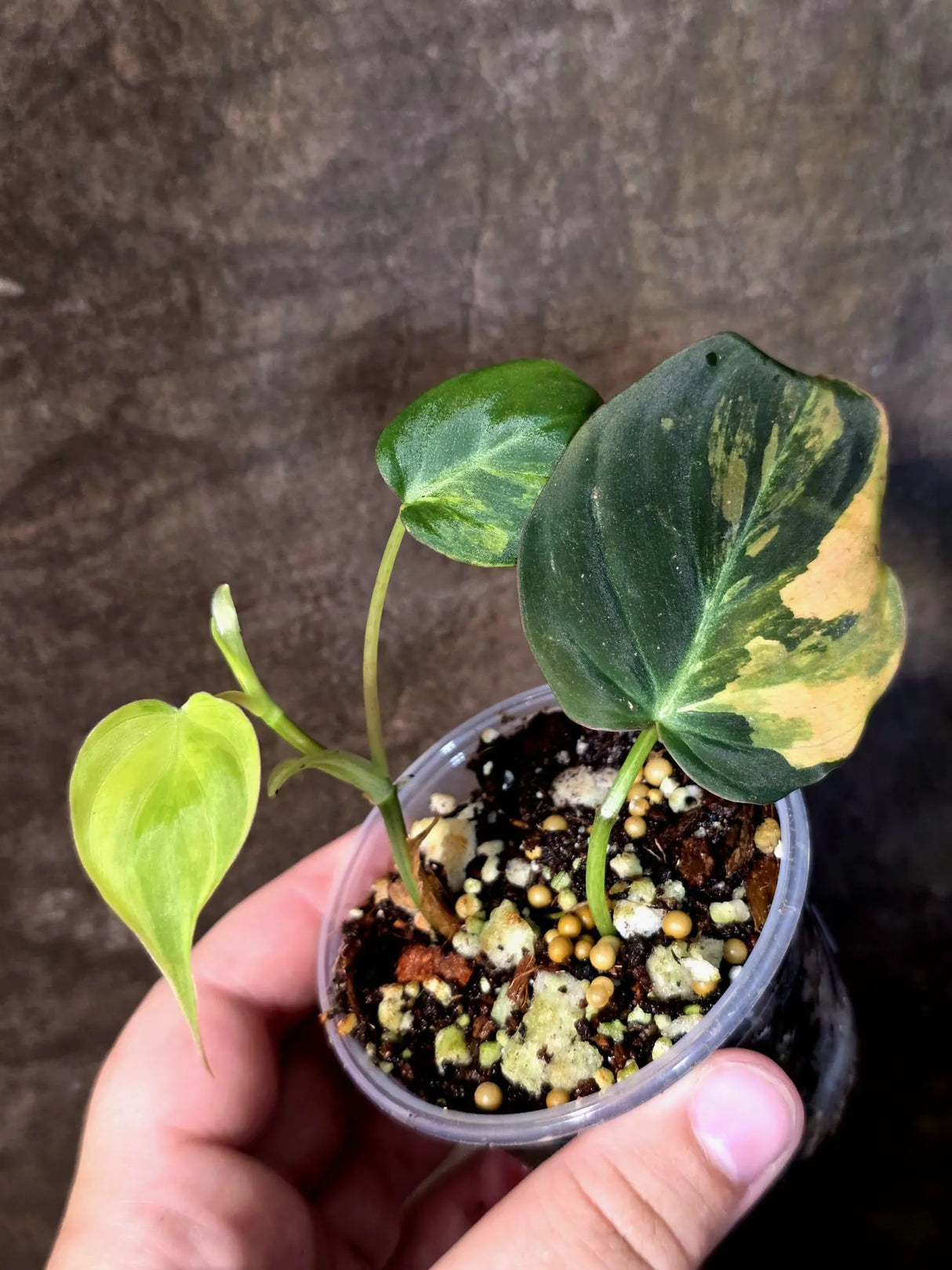 Variegated Philodendron Mican Aurea - Rare Exact Plant (July-13-17)