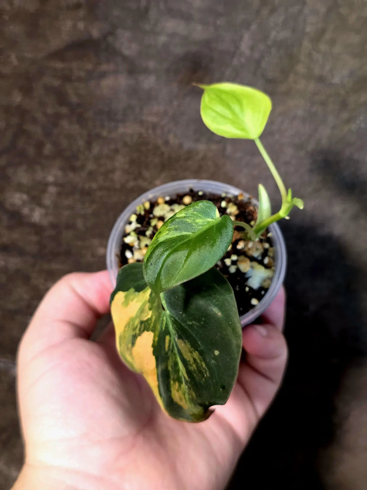 Variegated Philodendron Mican Aurea - Rare Exact Plant (July-13-17)