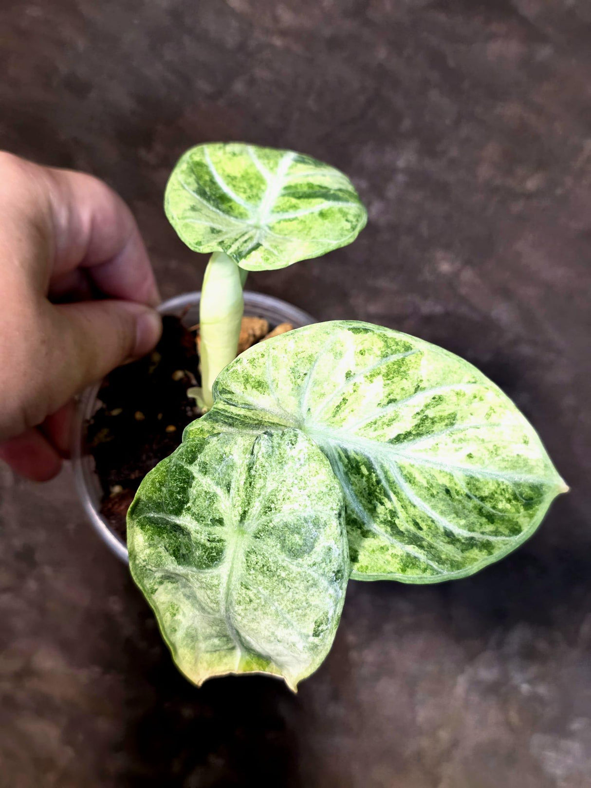 Alocasia Reginula Black Velvet Pink Variegated - Rare Jewel Alocasia - (July-13-35)