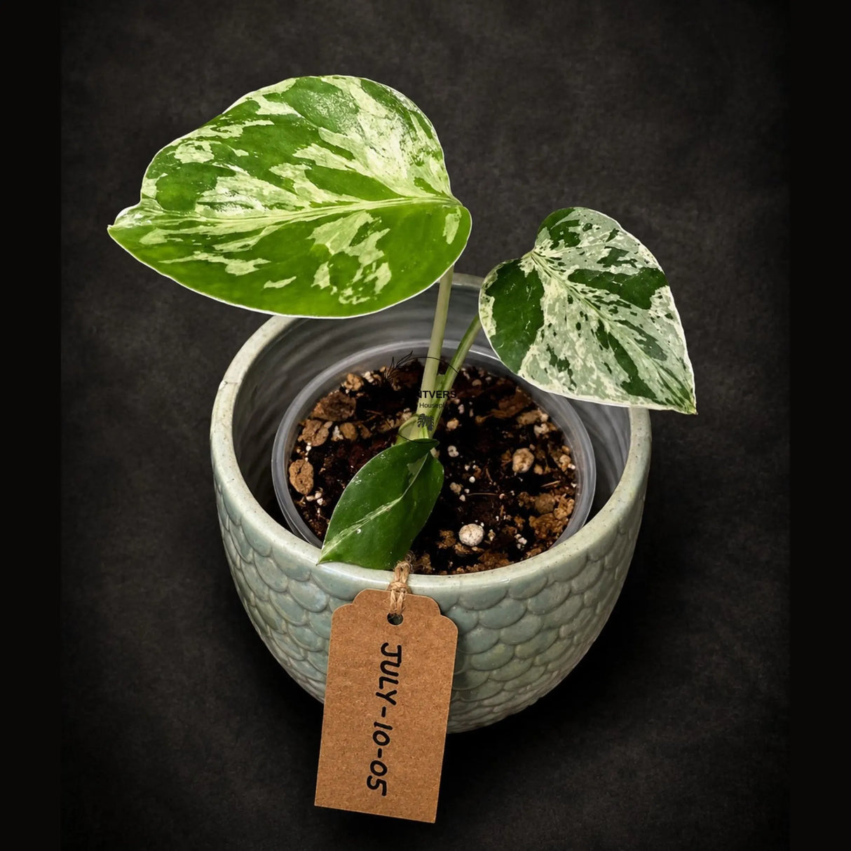 Rare Variegated Monstera Deliciosa Bulbasaur Live Plant - EXACT Collector Houseplant - US Seller