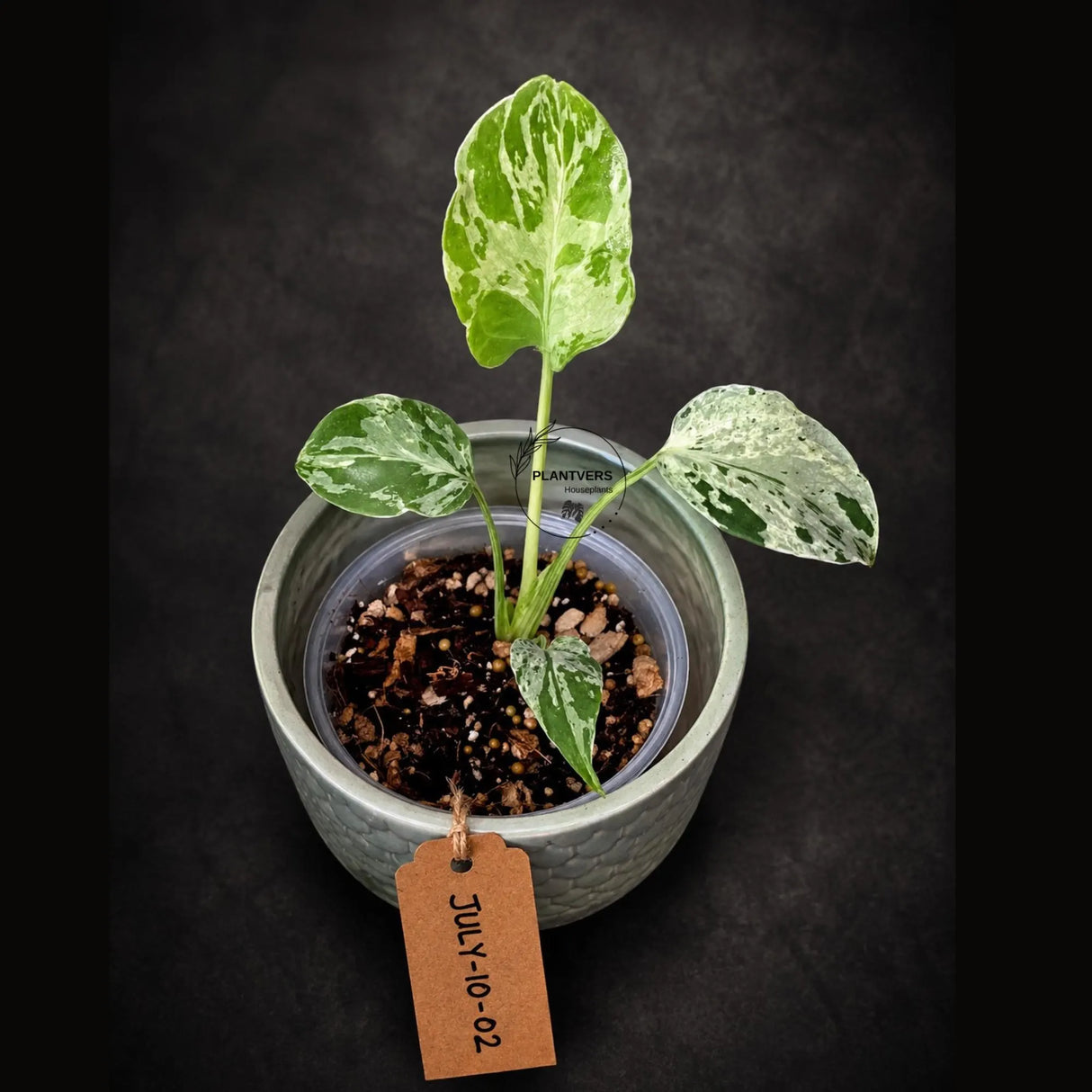 Rare Variegated Monstera Deliciosa Bulbasaur Live Plant - EXACT Collector Houseplant - US Seller