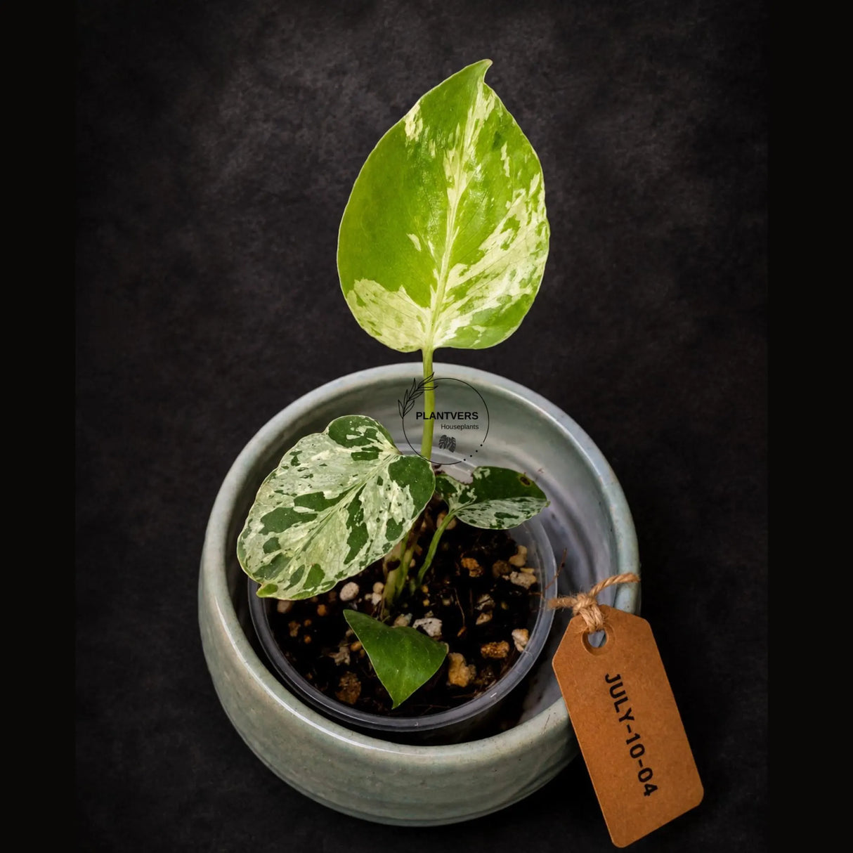 Rare Variegated Monstera Deliciosa Bulbasaur Live Plant - EXACT Collector Houseplant - US Seller
