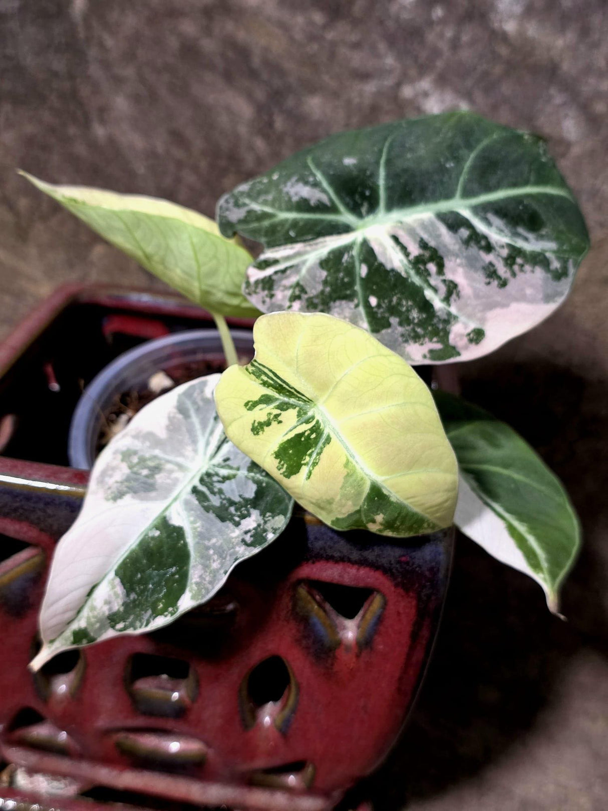Alocasia Reginula Black Velvet Pink Variegated - Rare Jewel Alocasia - (July-13-31)