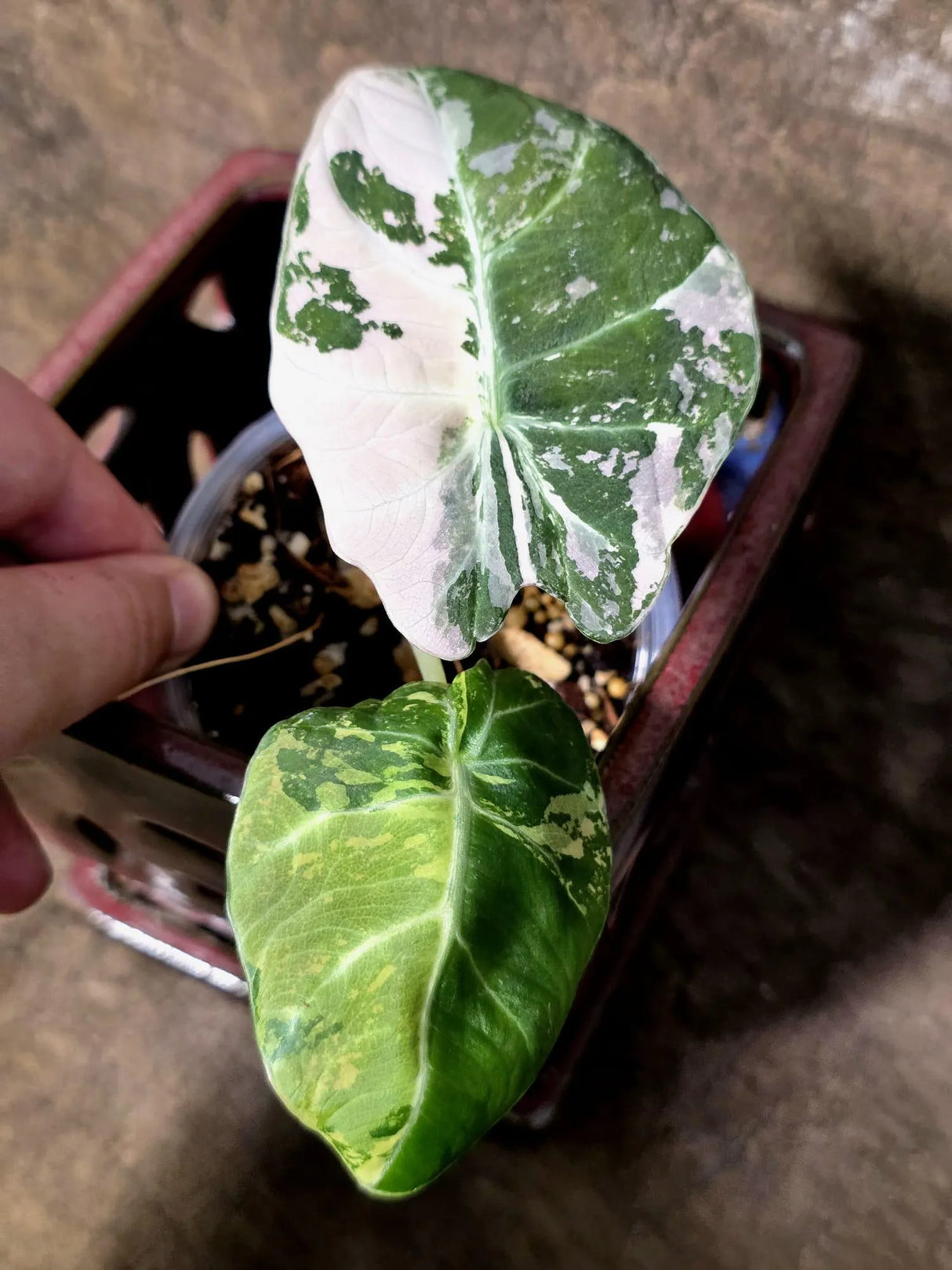 Alocasia Reginula Black Velvet Pink Variegated - Rare Jewel Alocasia - (July-13-32)