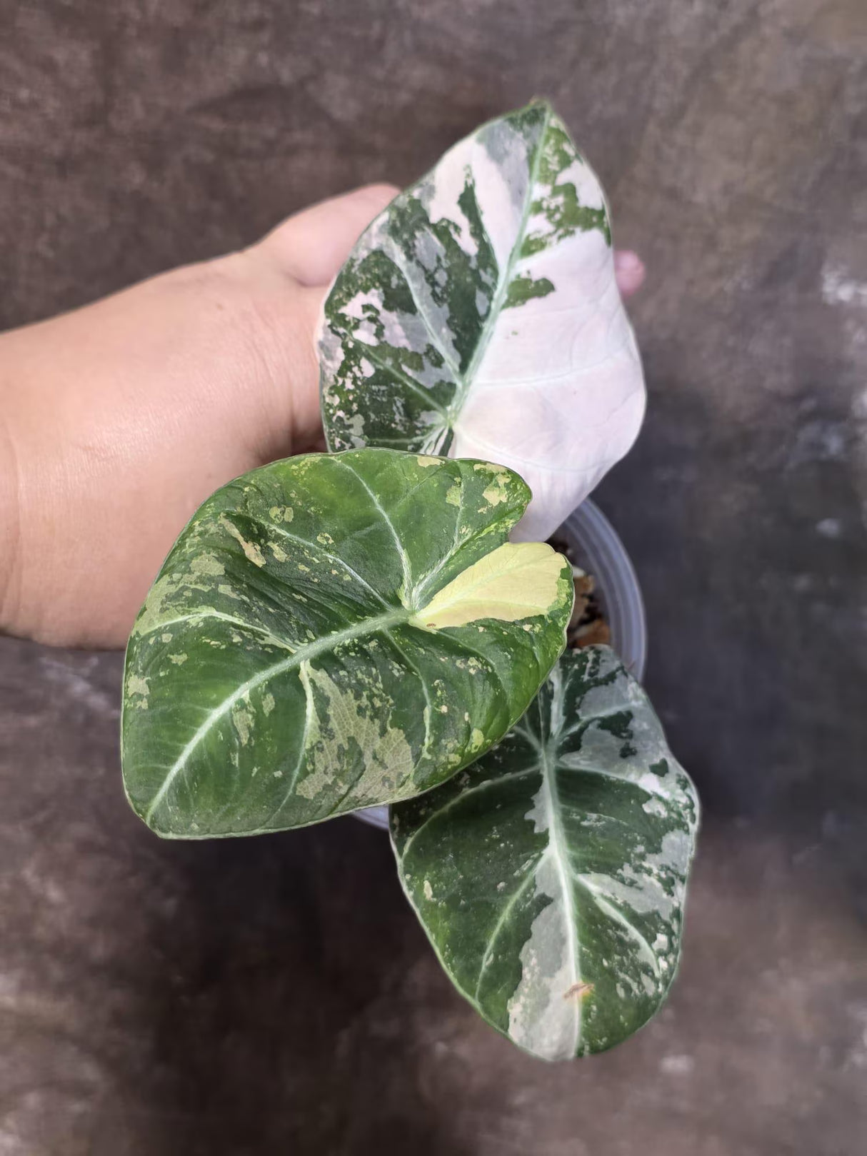 Alocasia Reginula Black Velvet Pink Variegated - Rare Jewel Alocasia - (July-13-34)
