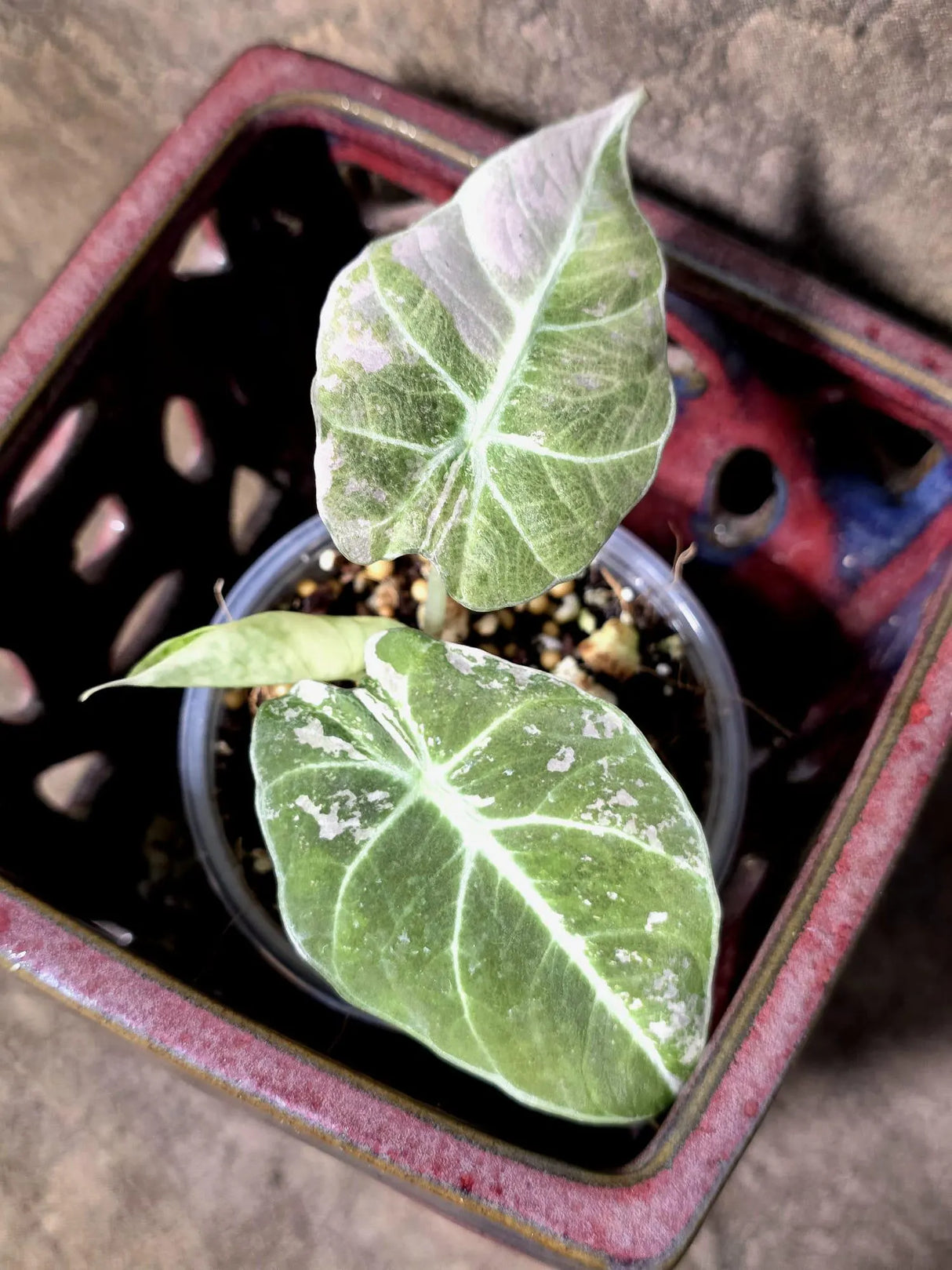 Alocasia Reginula Black Velvet Pink Variegated - Rare Jewel Alocasia - (July-13-36)