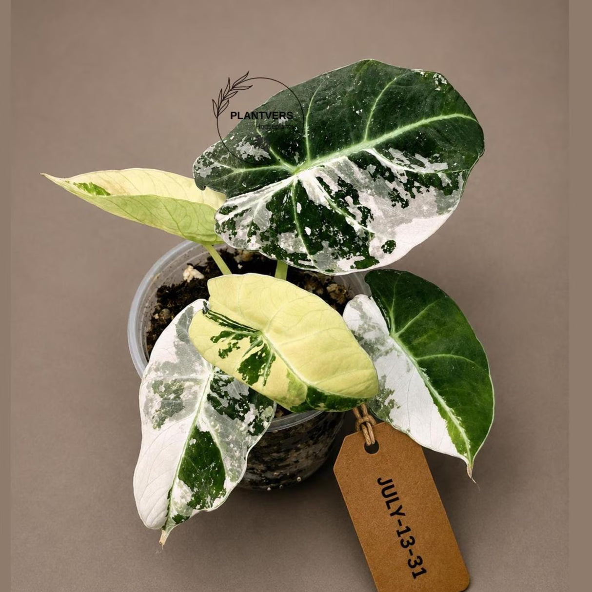 Alocasia Reginula Black Velvet Pink Variegated - Rare Jewel Alocasia - (July-13-31)