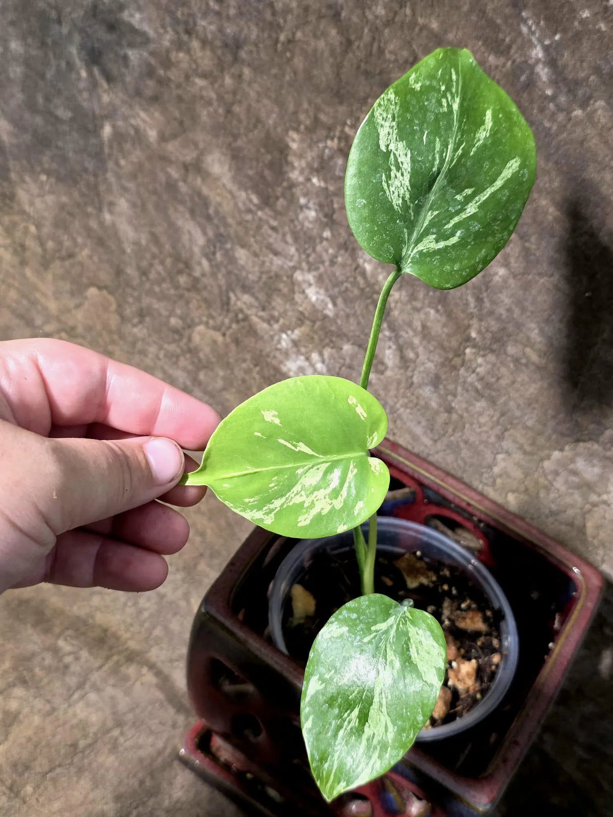 Super Rare Monstera Bulbasaur Variegated Live Plant - (July-14-07)