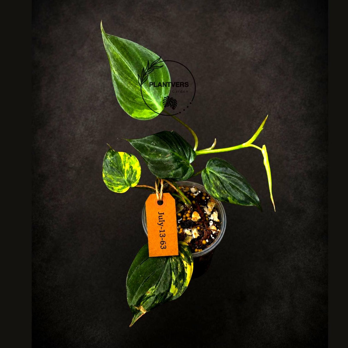 Variegated Philodendron Micans Live Plant - (July-13-63)