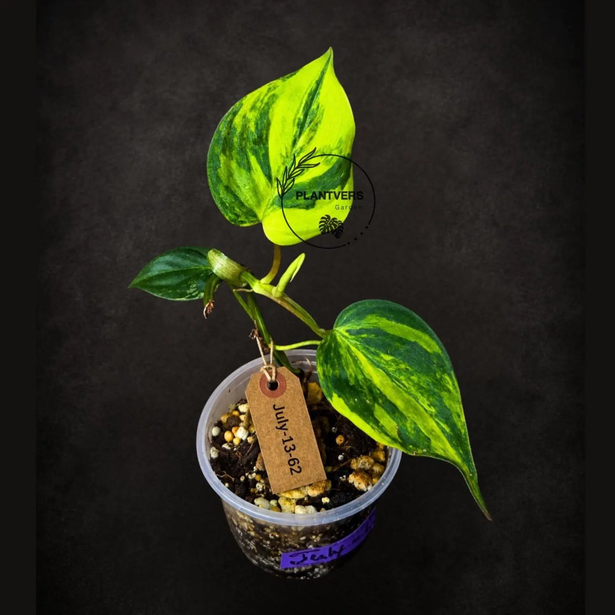Variegated Philodendron Micans Live Plant - (July-13-62)