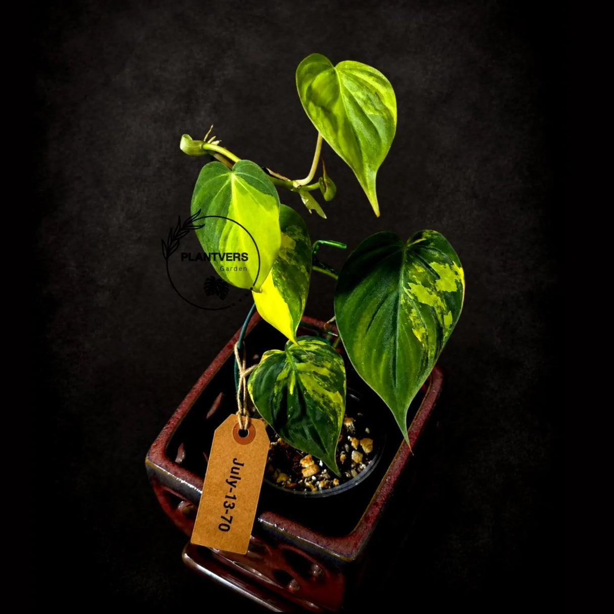 Variegated Philodendron Micans Live Plant - (July-13-70)