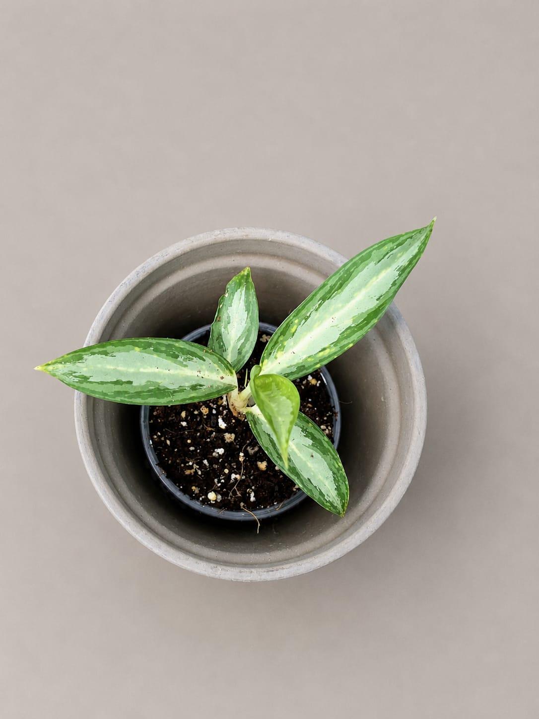 Aglaonema White Rain Live Plant in 3" Nursery Pot - Chinese Evergreen Houseplant - Easy Care Indoor Plant - Air Purifying Home Decor